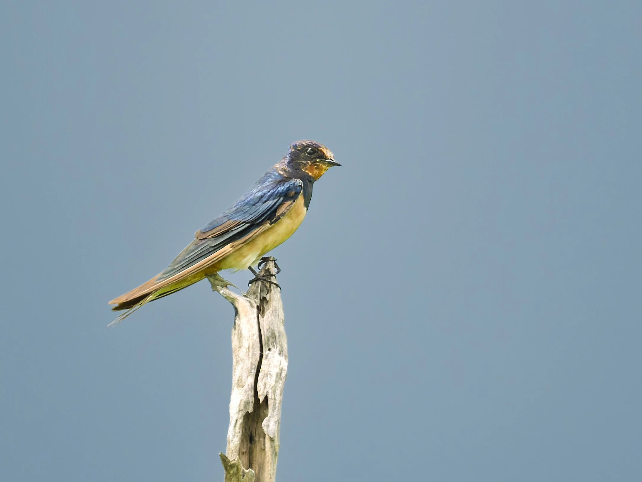 Barn Swallow