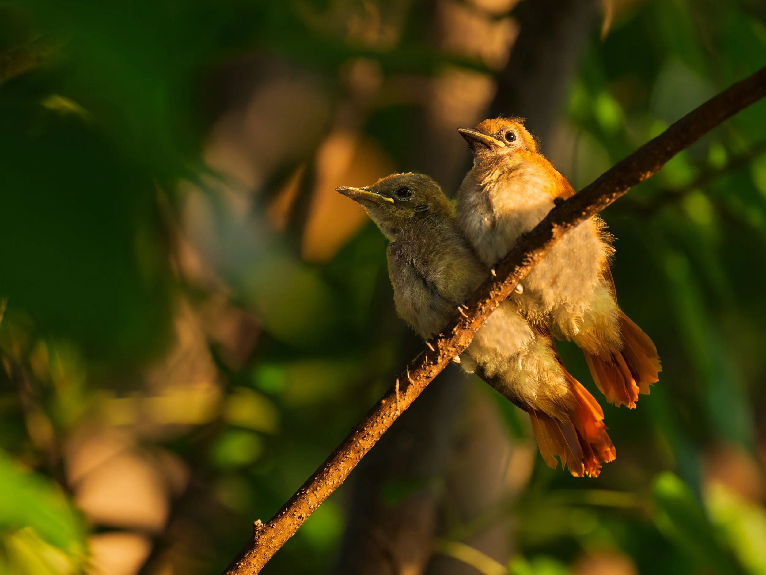 African Flycatchers, fledglings