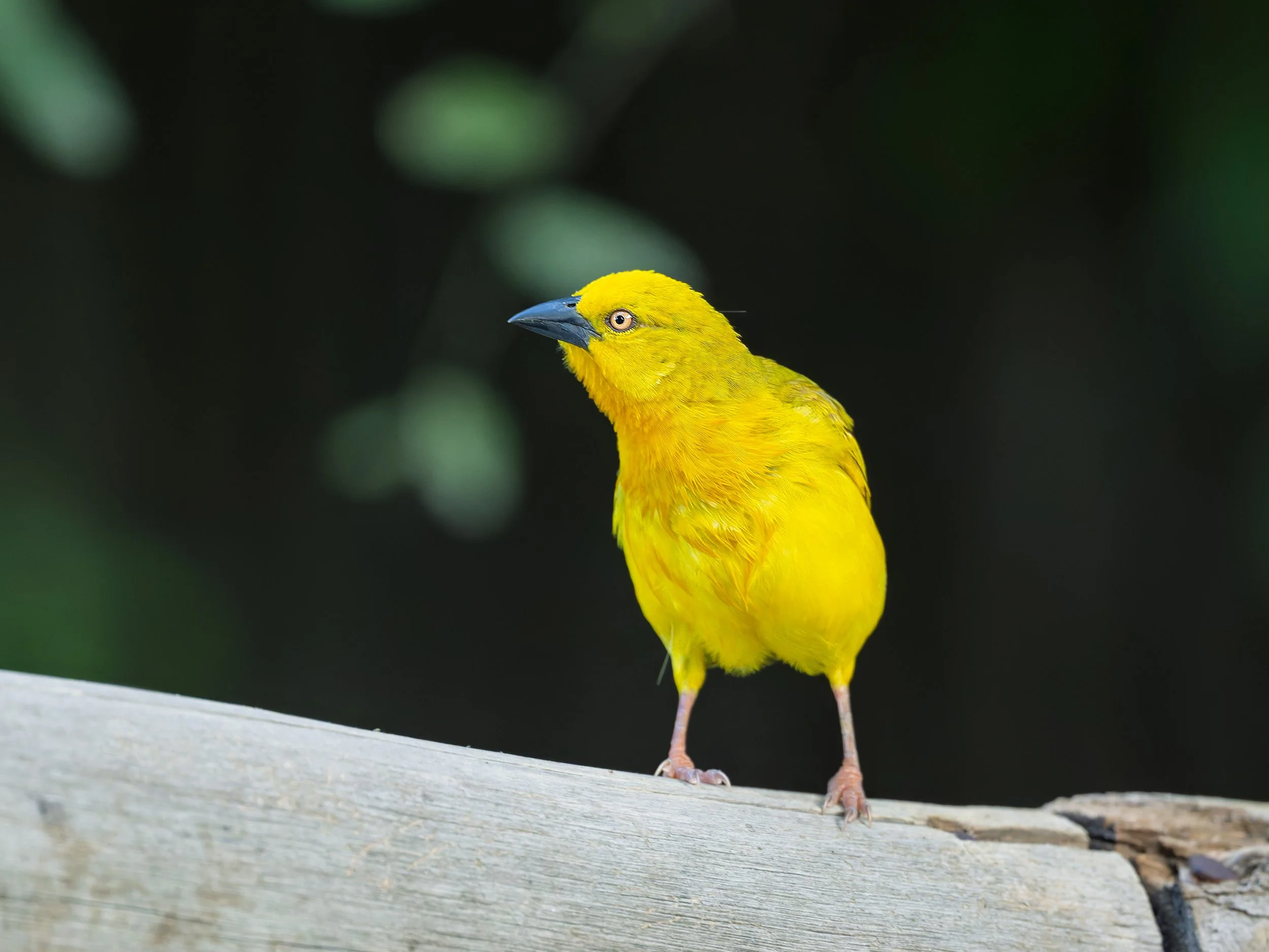 Holub's Golden-Weaver