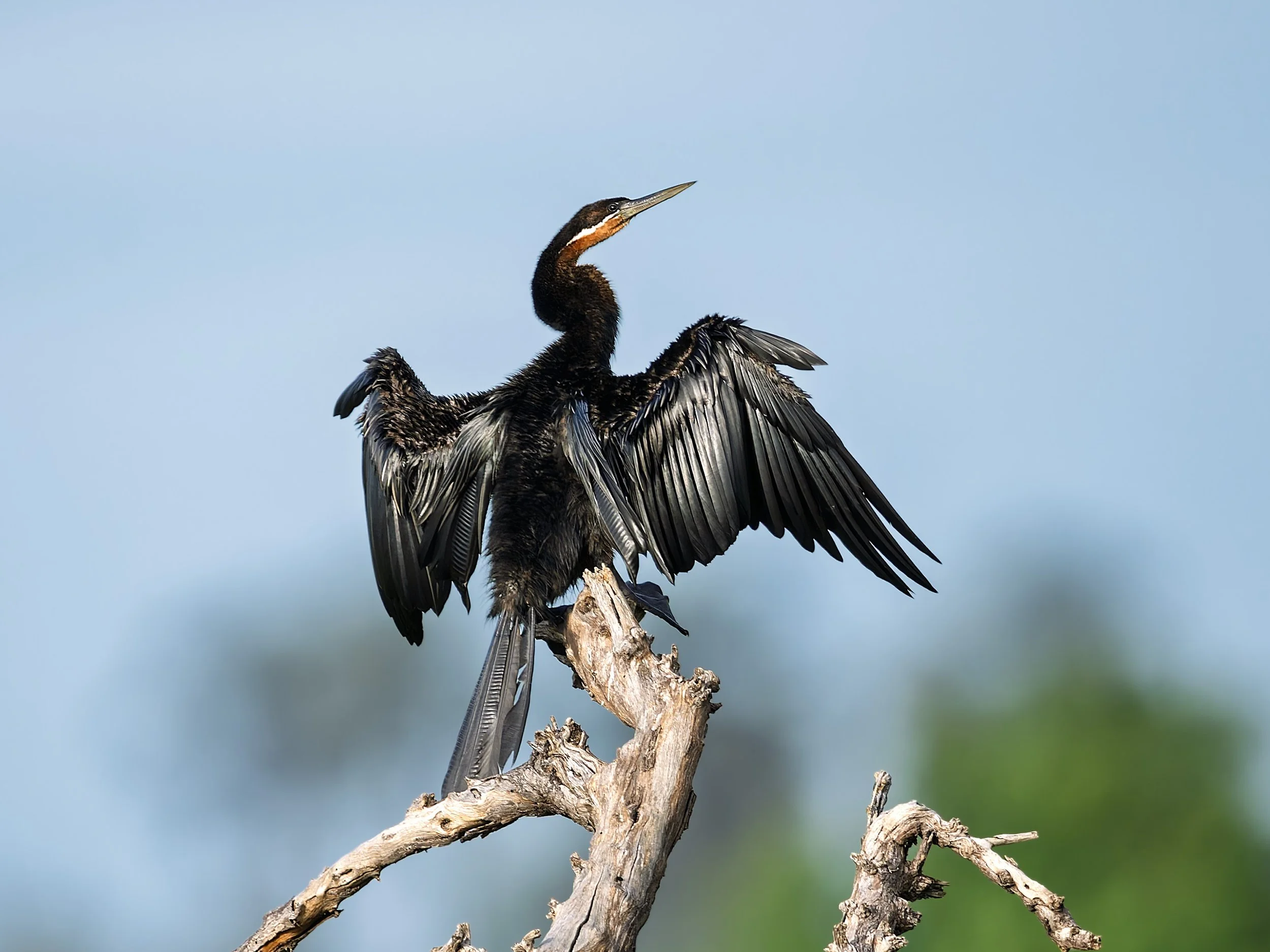 African Darter