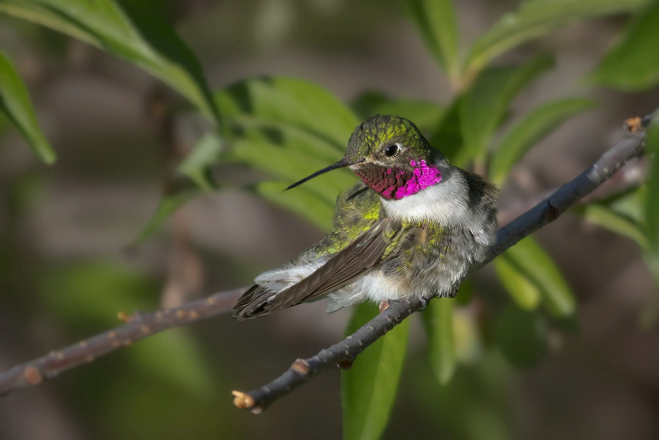 Broad-tailed Hummingbird, Clear Creek Canyon, Colorado
