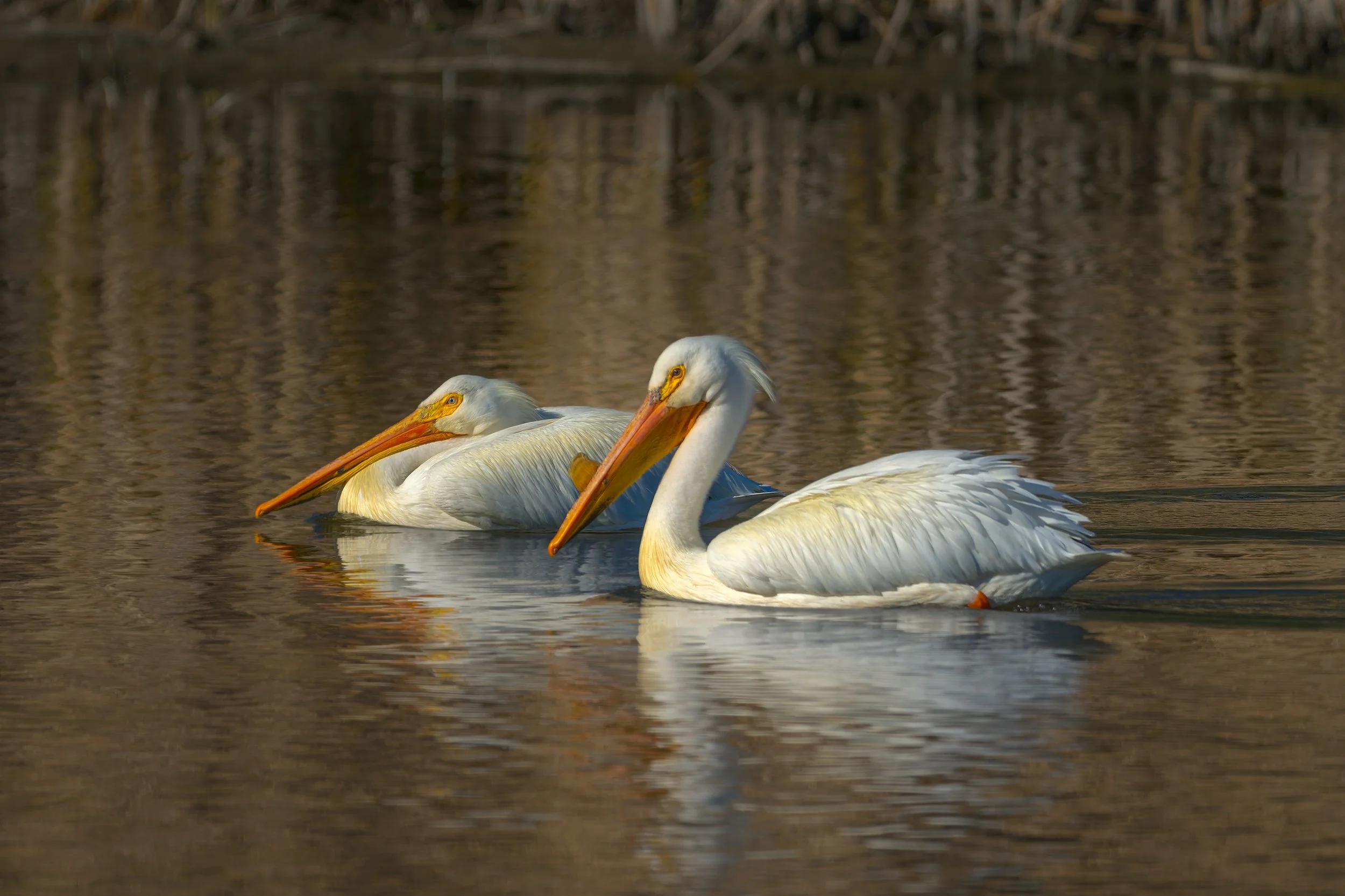 American White Pelicans, Bluff Lake Nature Center, Denver, CO