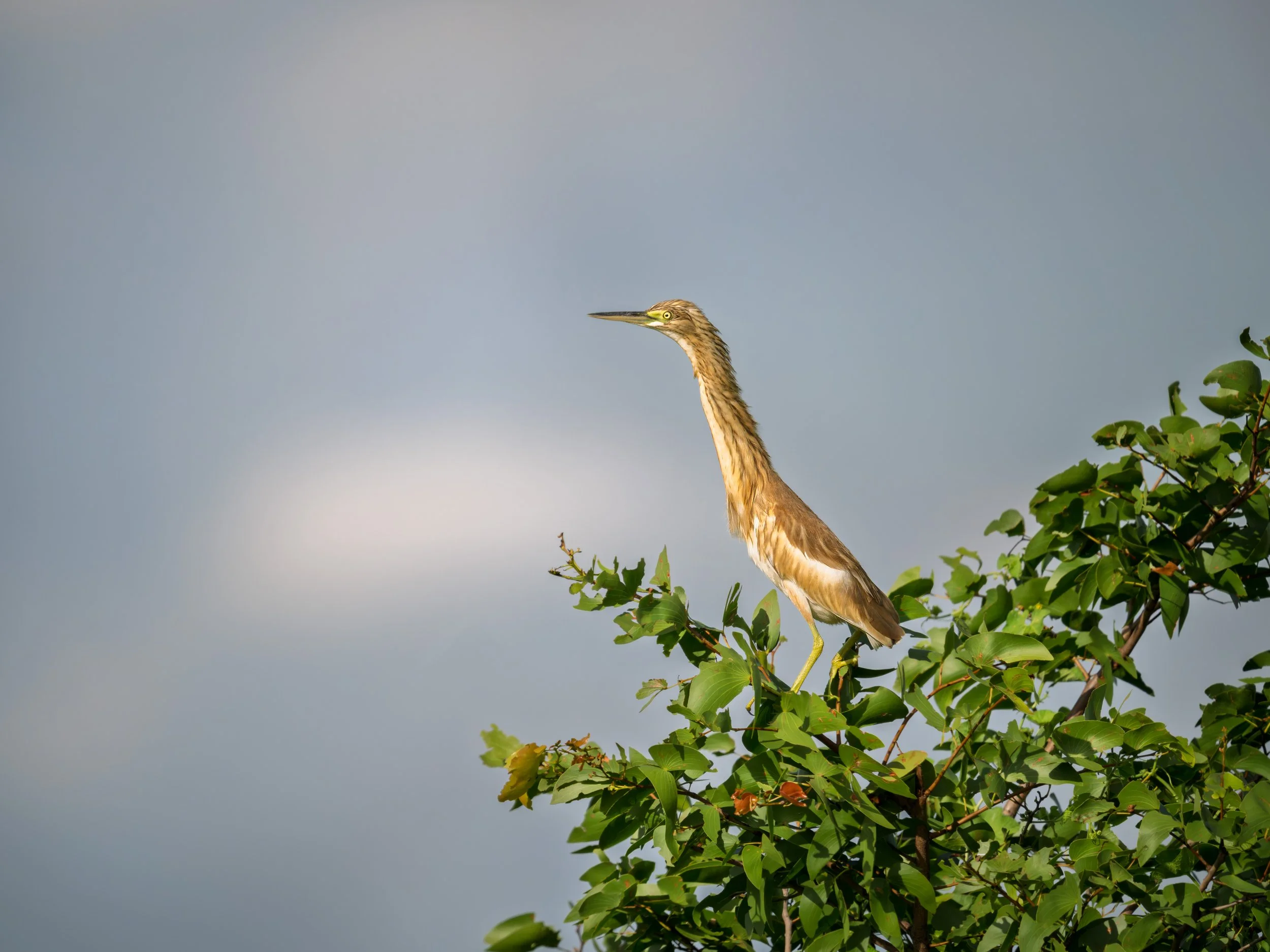 Squacco Heron