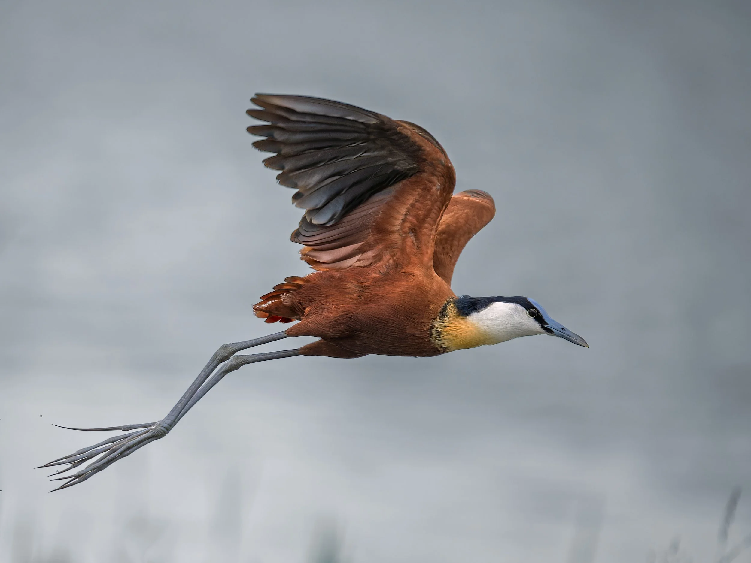 African Jacana, in flight