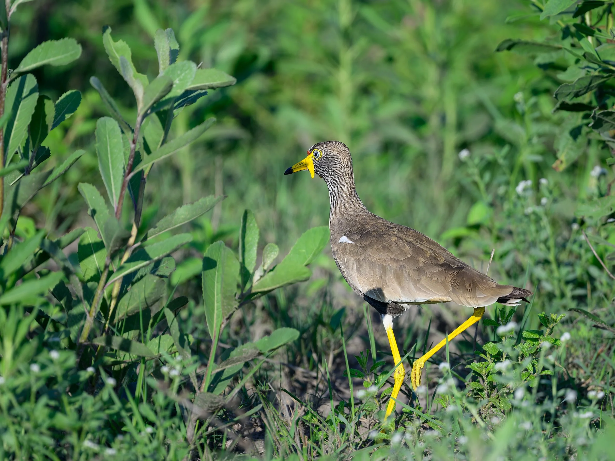 African Wattled Lapwing