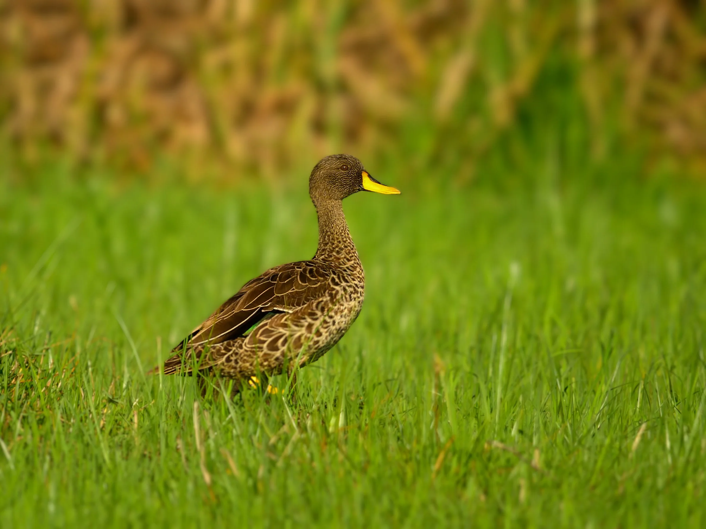 Yellow-billed Duck