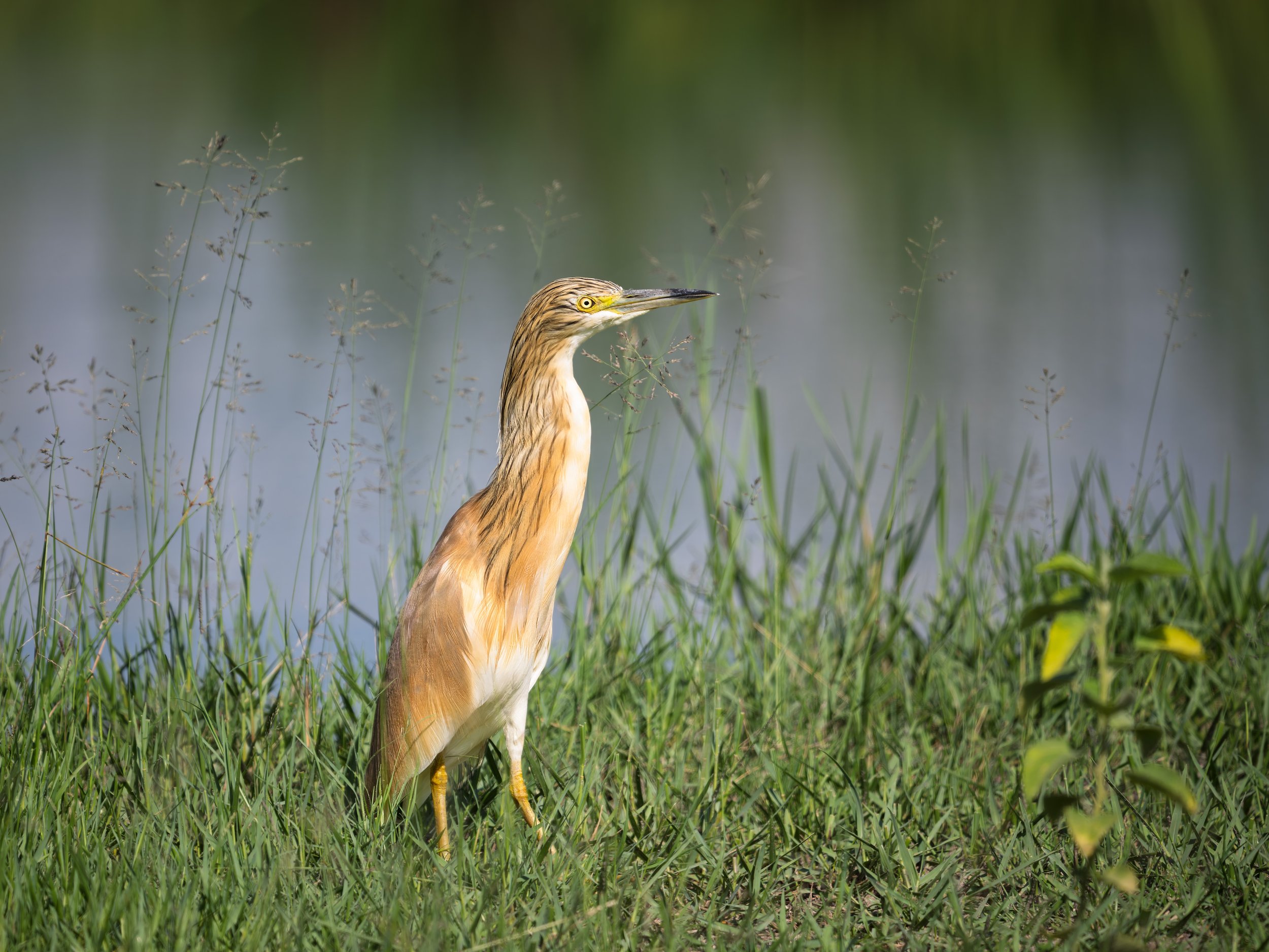 Squacco Heron