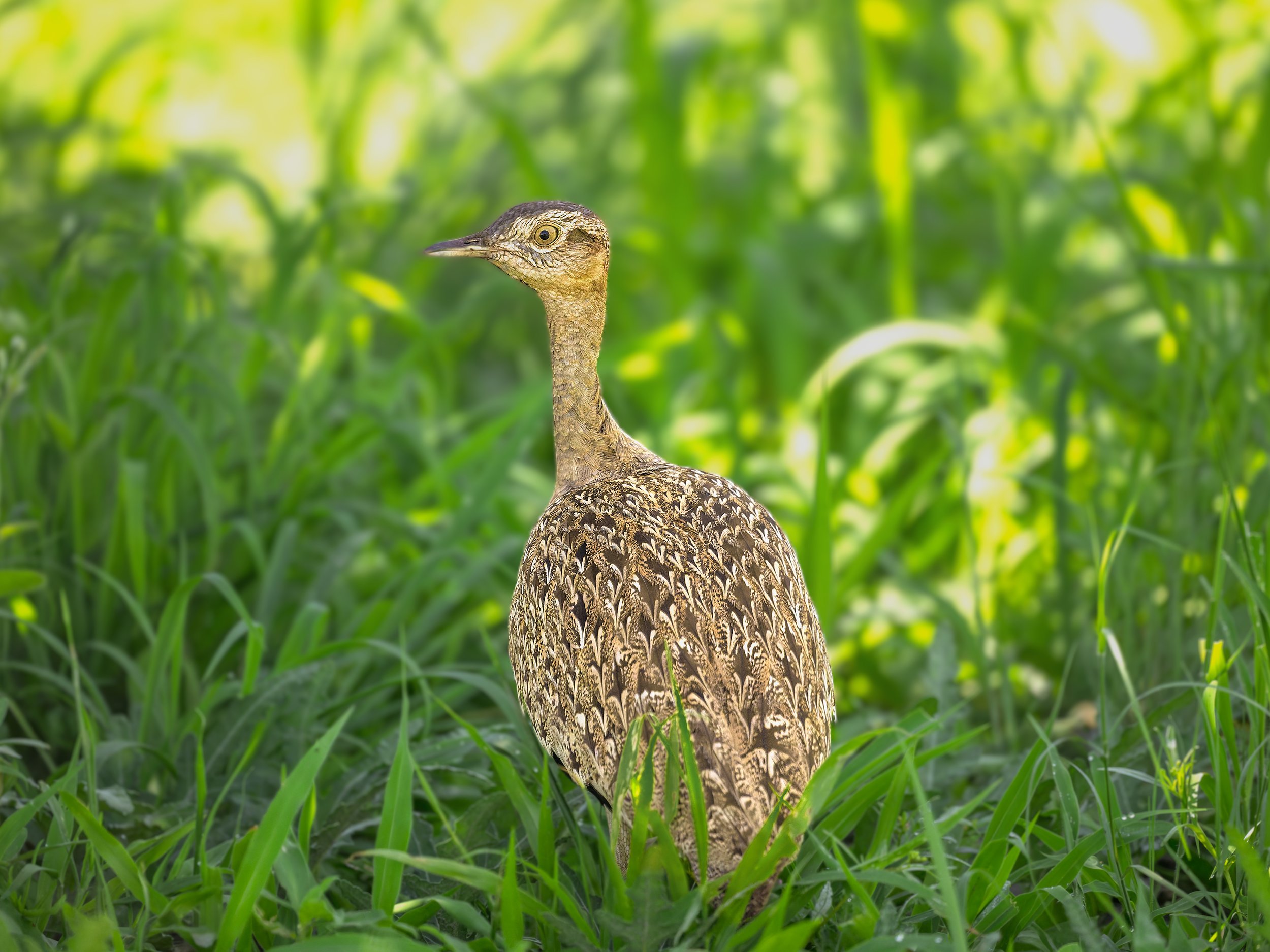 Red-crested Bustard