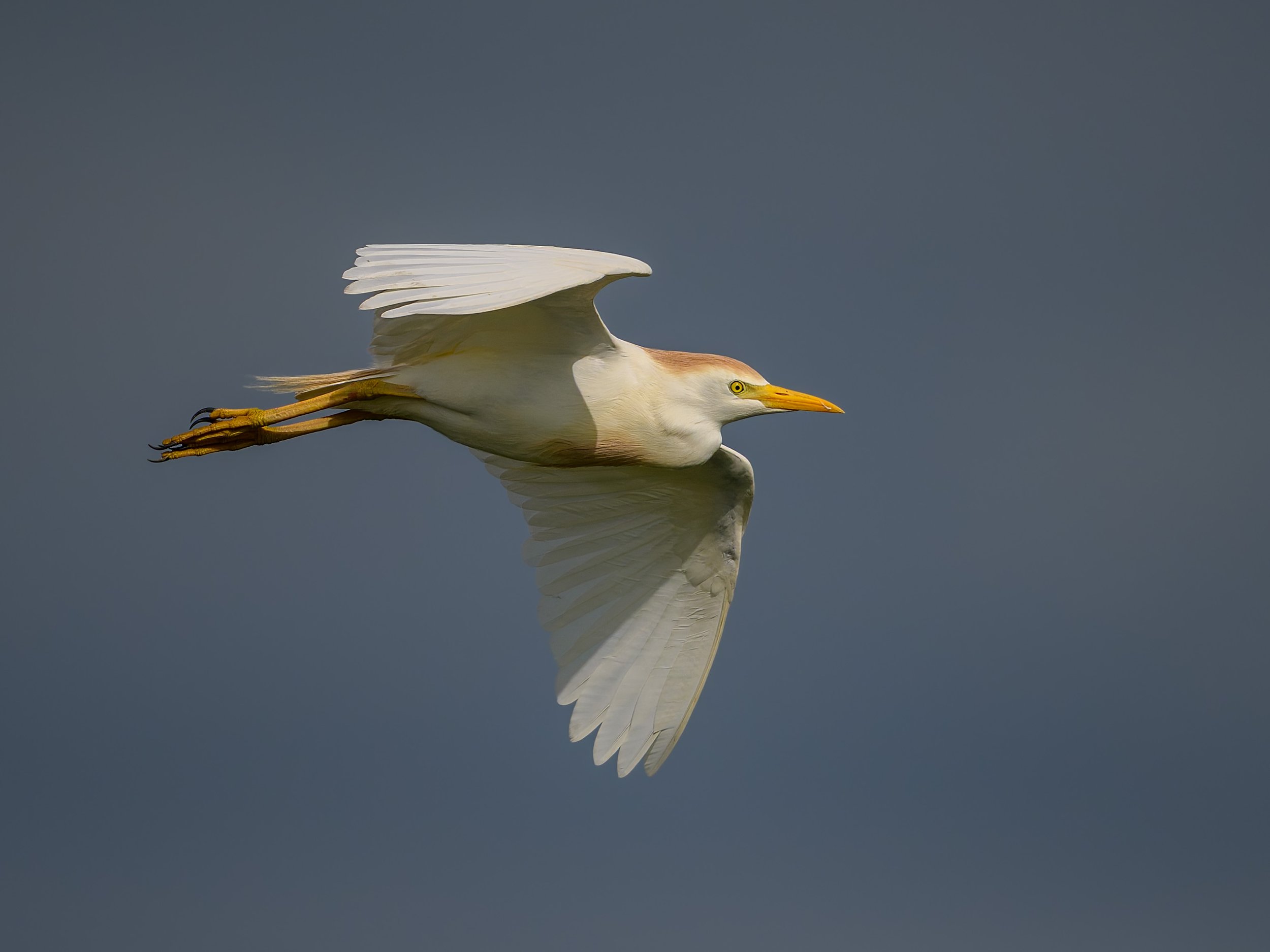 Cattle Egret, in flight