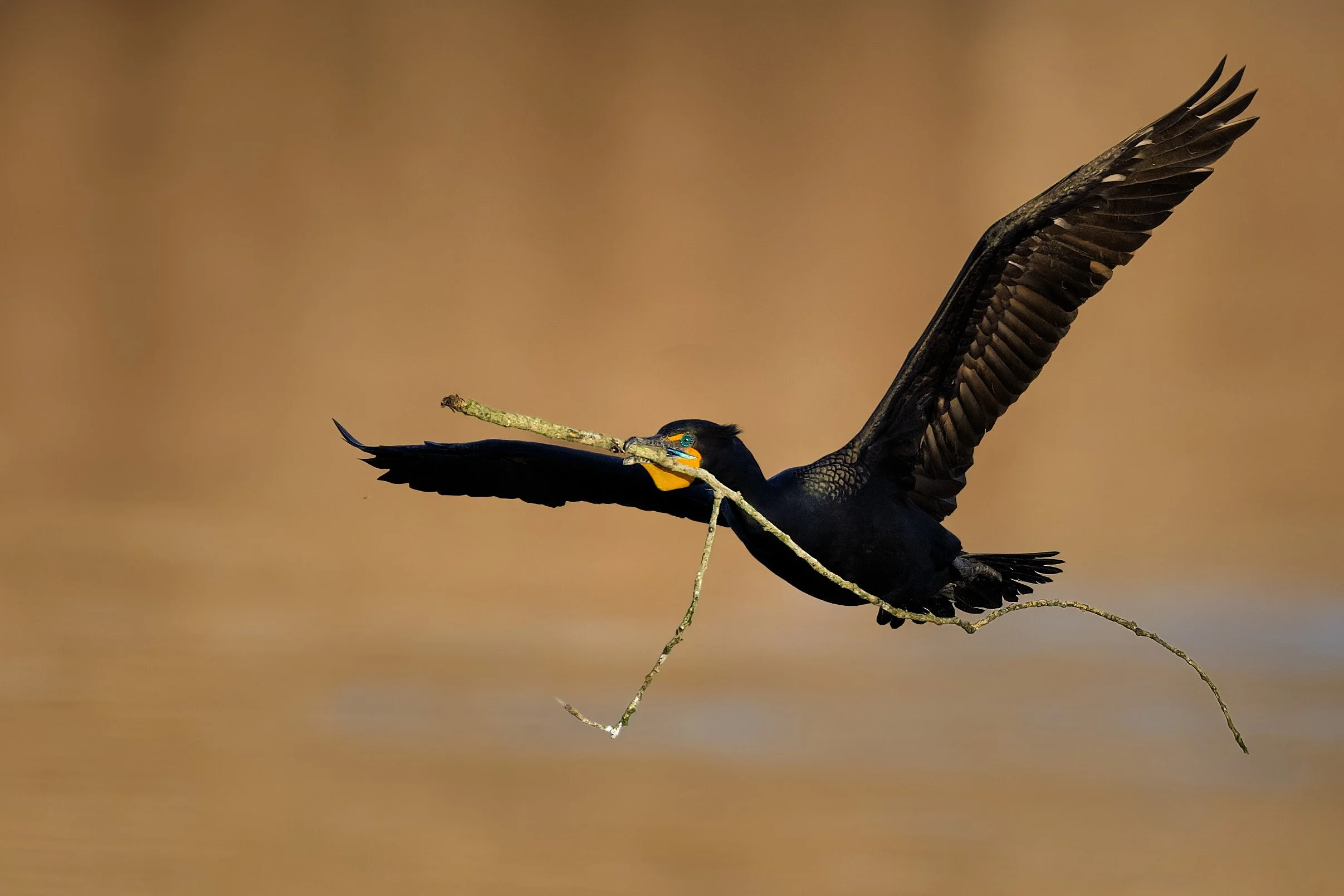 Double-crested Cormorant, with nest material, Kountze Lake, Belmar Park, Lakewood, Colorado