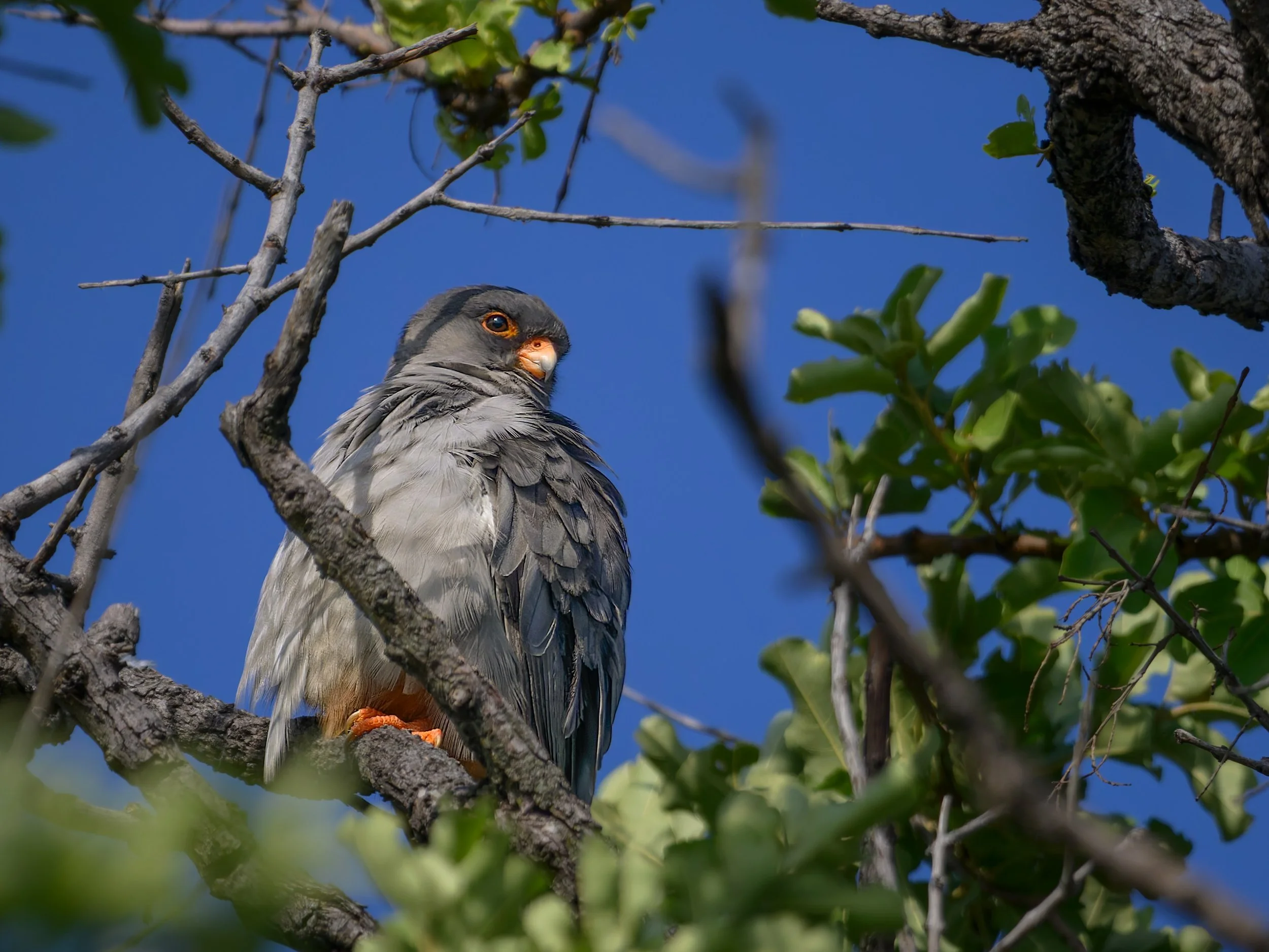 Amur Falcon