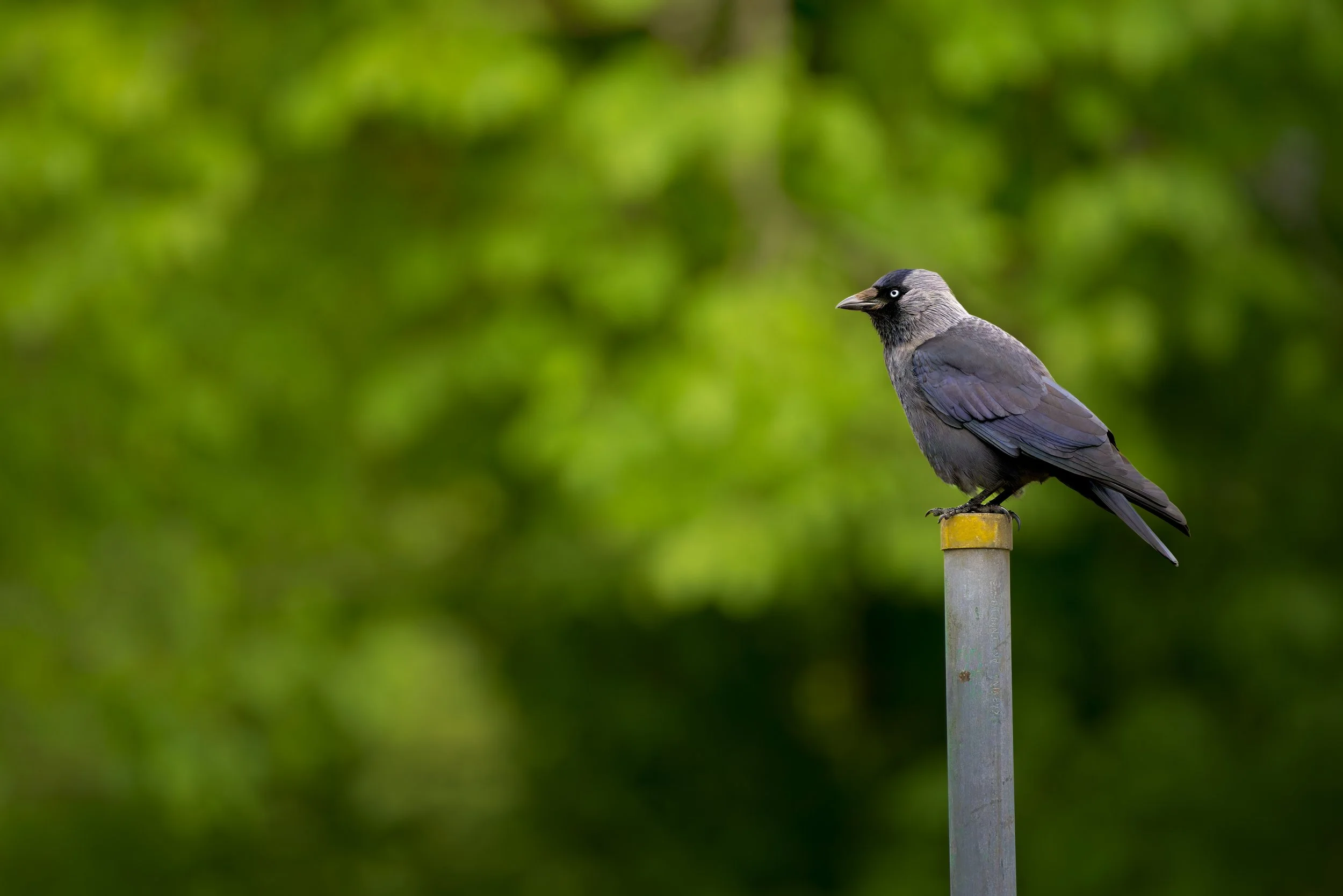 Eurasian Jackdaw, with page grayish head, on post in Llandudno, north Wales
