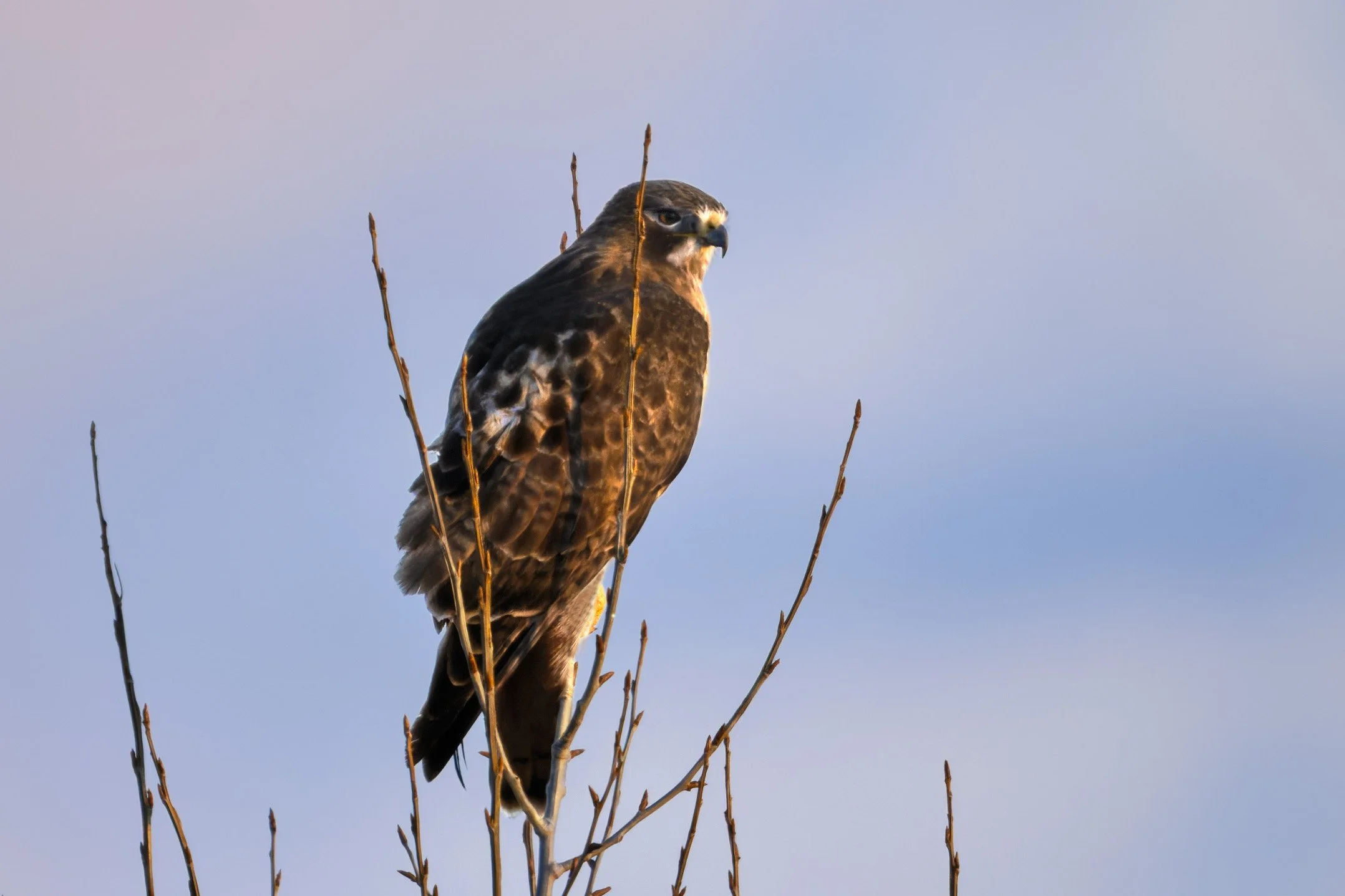 Red-tailed Hawk, Chatfield SP, Colorado