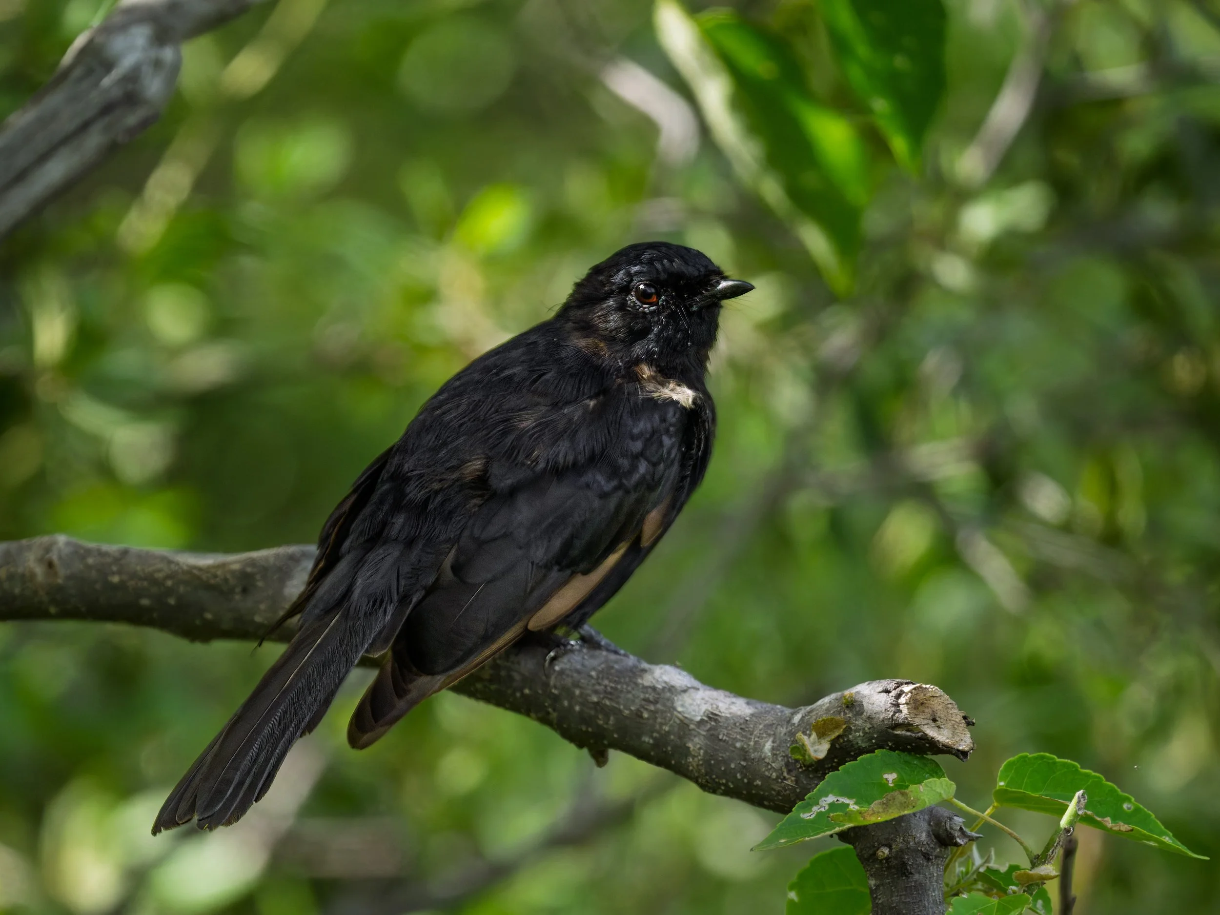 Southern Black-flycatcher