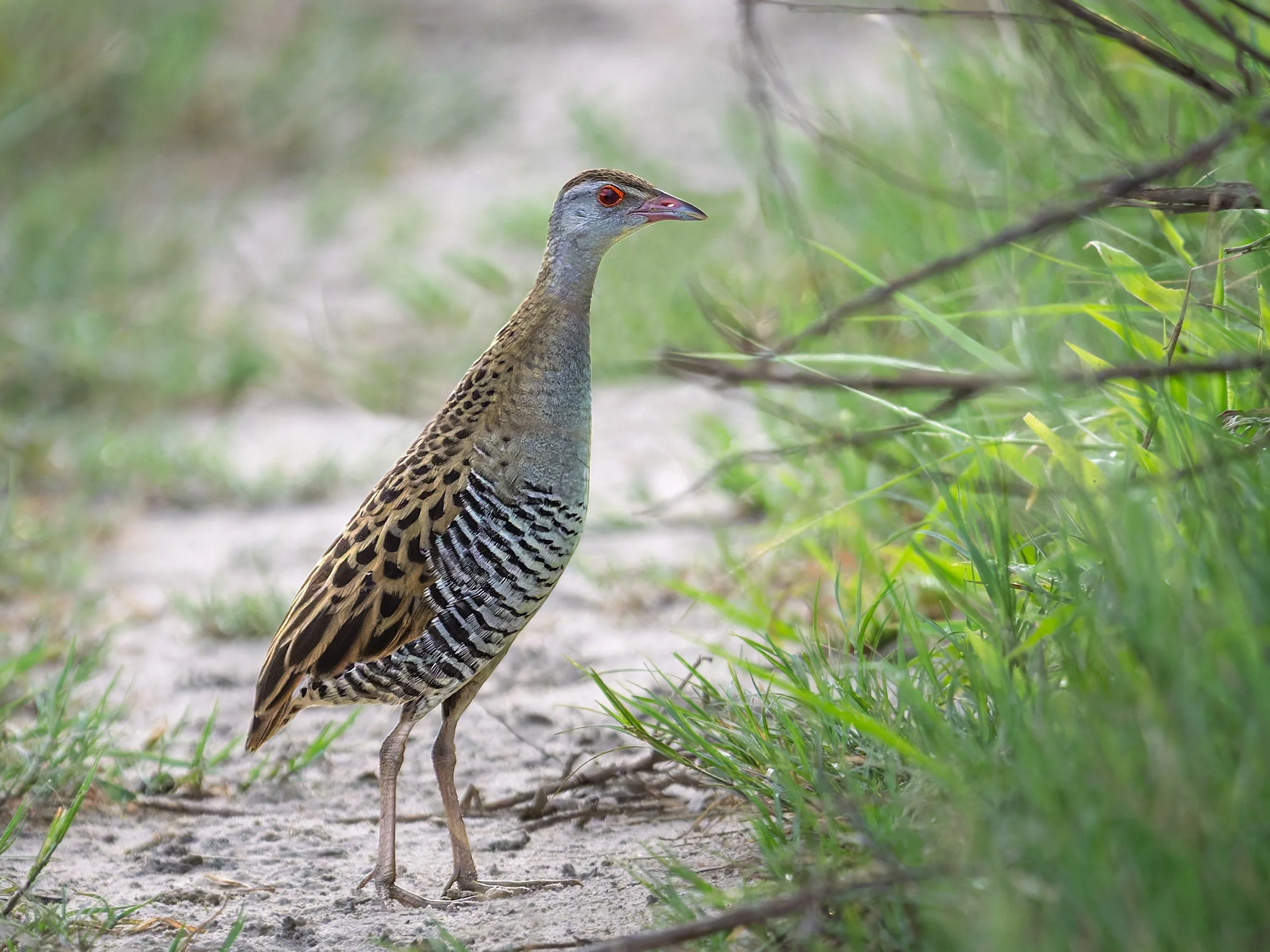 African Crake