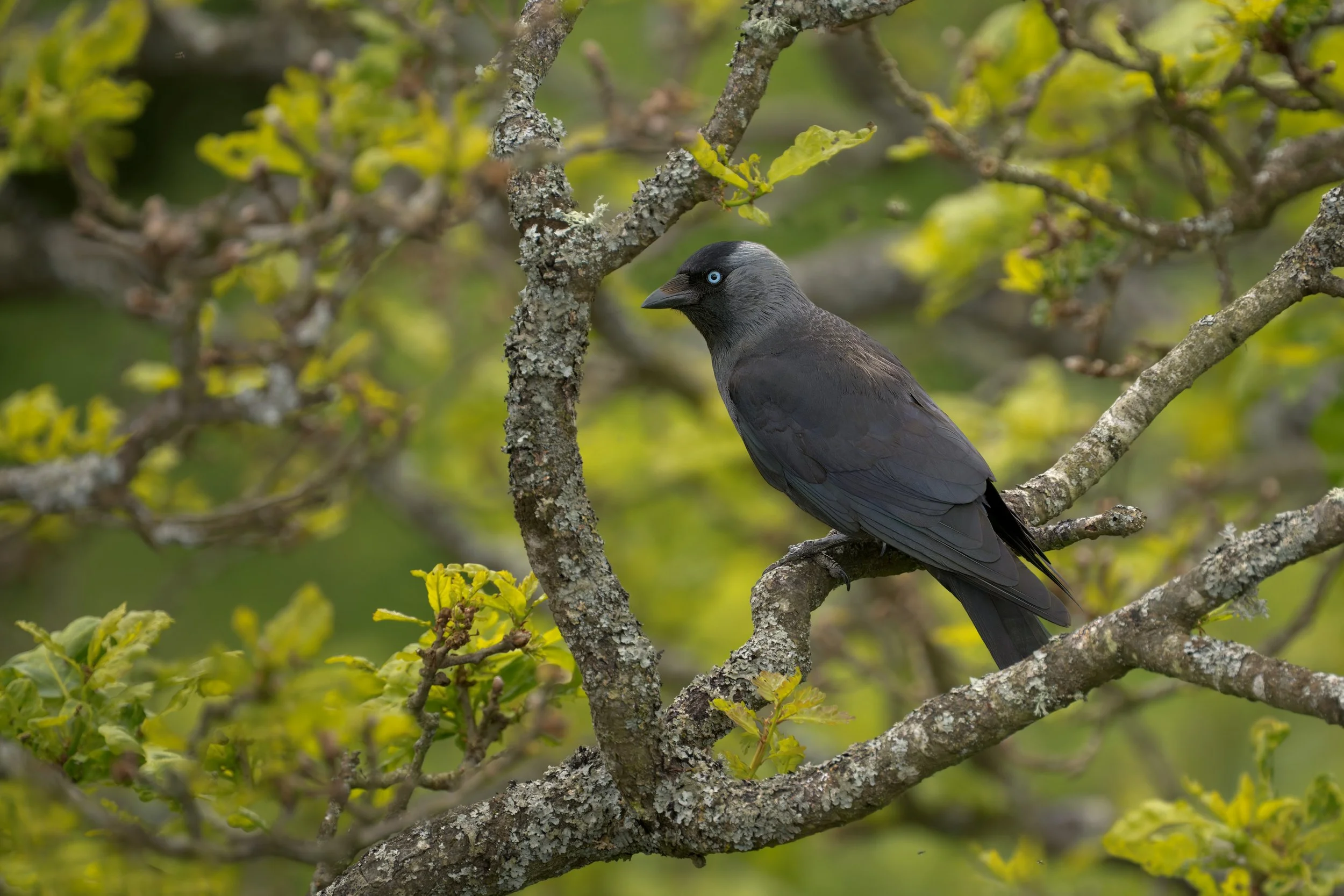 Eurasian Jackdaw, perched in tree, near the Pontcysyllte Aqueduct & Canal World Heritage Site, where the Llangollen Canal crosses 100+ feet above the River Dee 