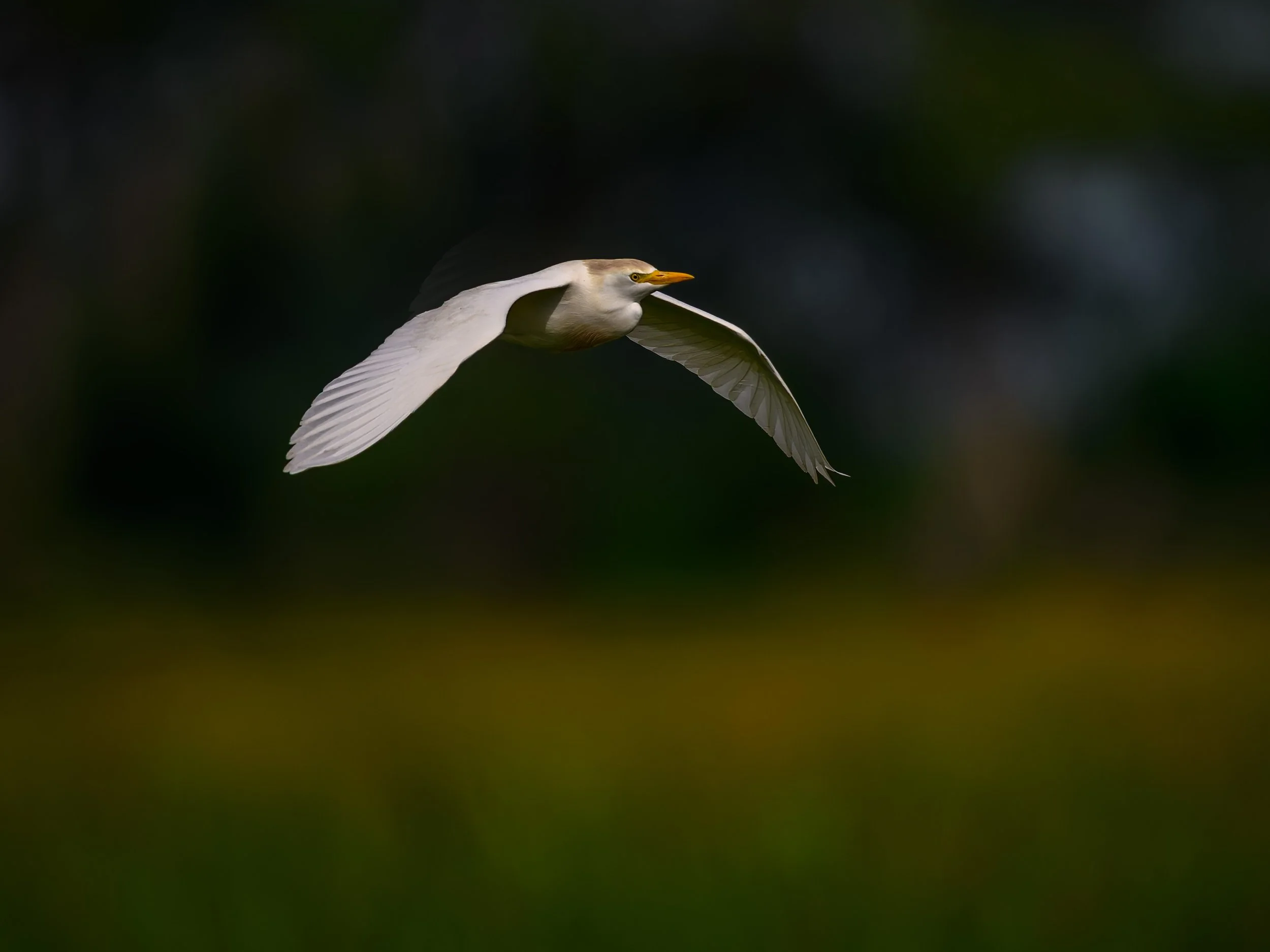 Cattle Egret, in flight