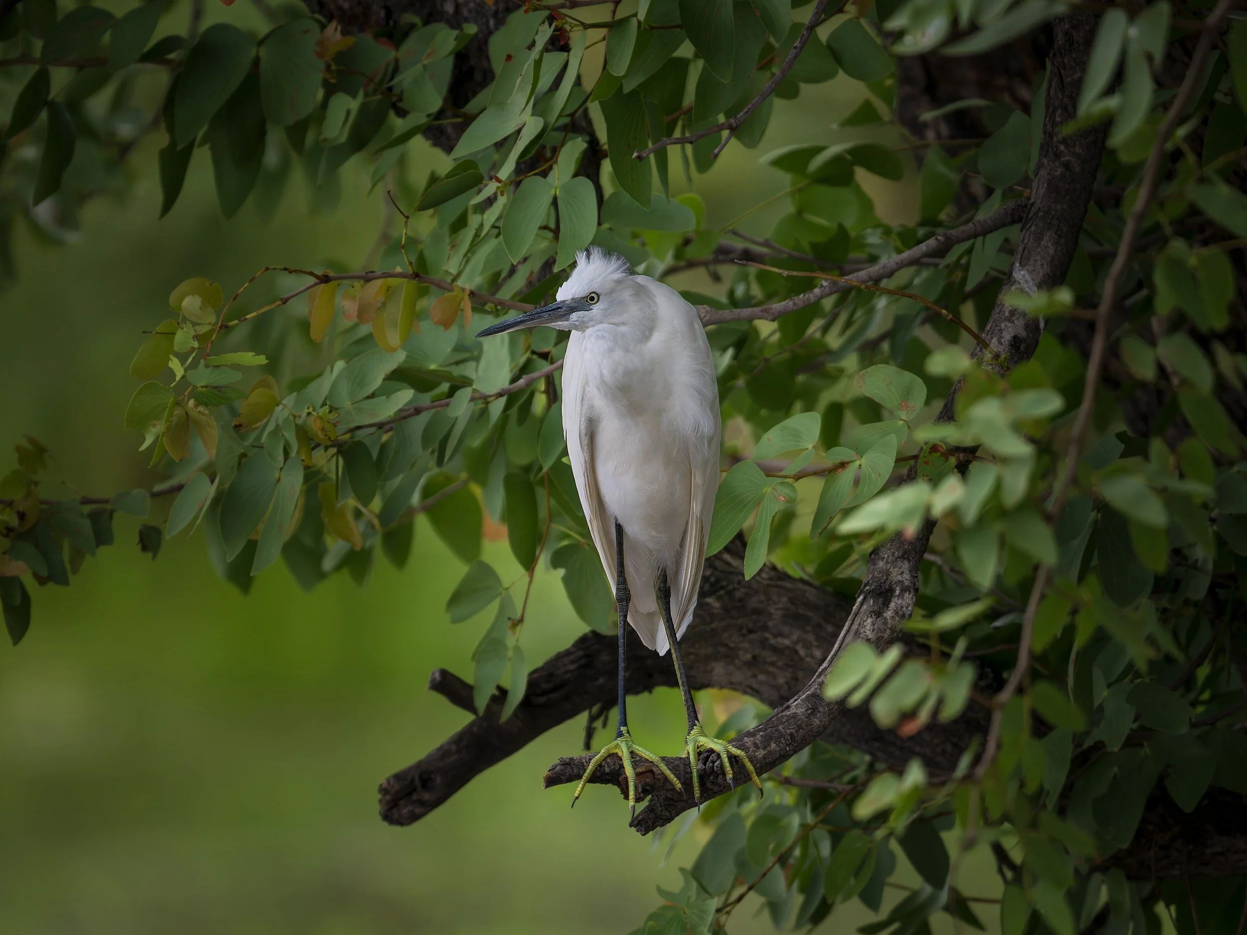 Little Egret