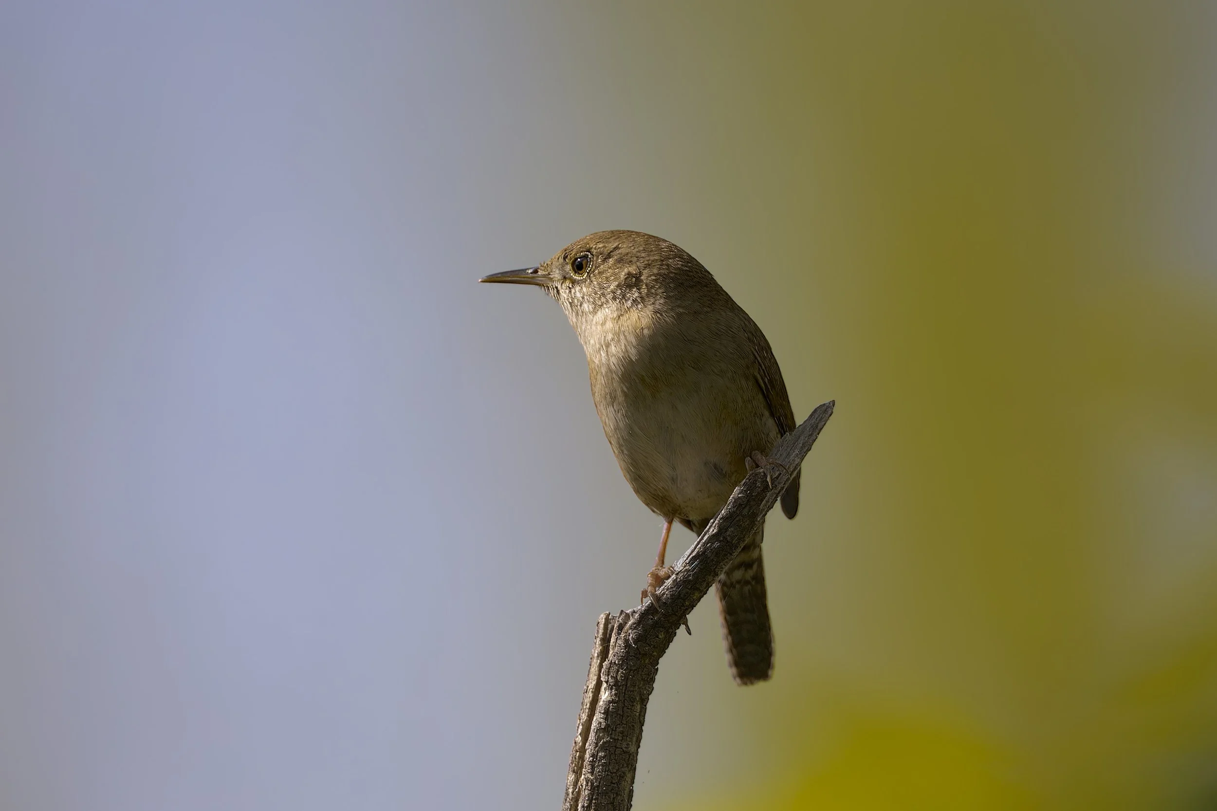 Northern House Wren, Audubon trail, Chatfield State Park