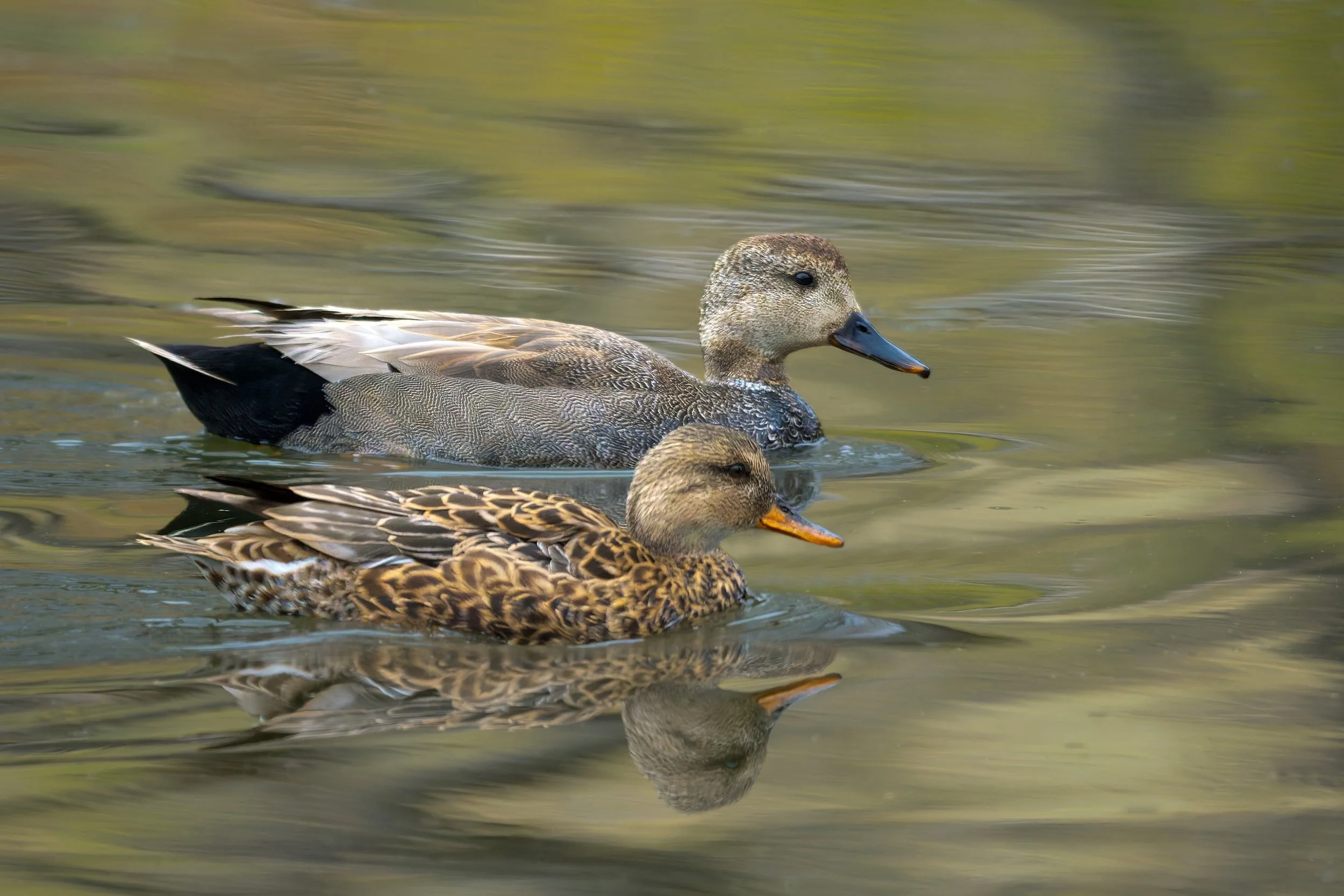 Gadwall pair, Bluff Lake Nature Preserve, Denver, CO