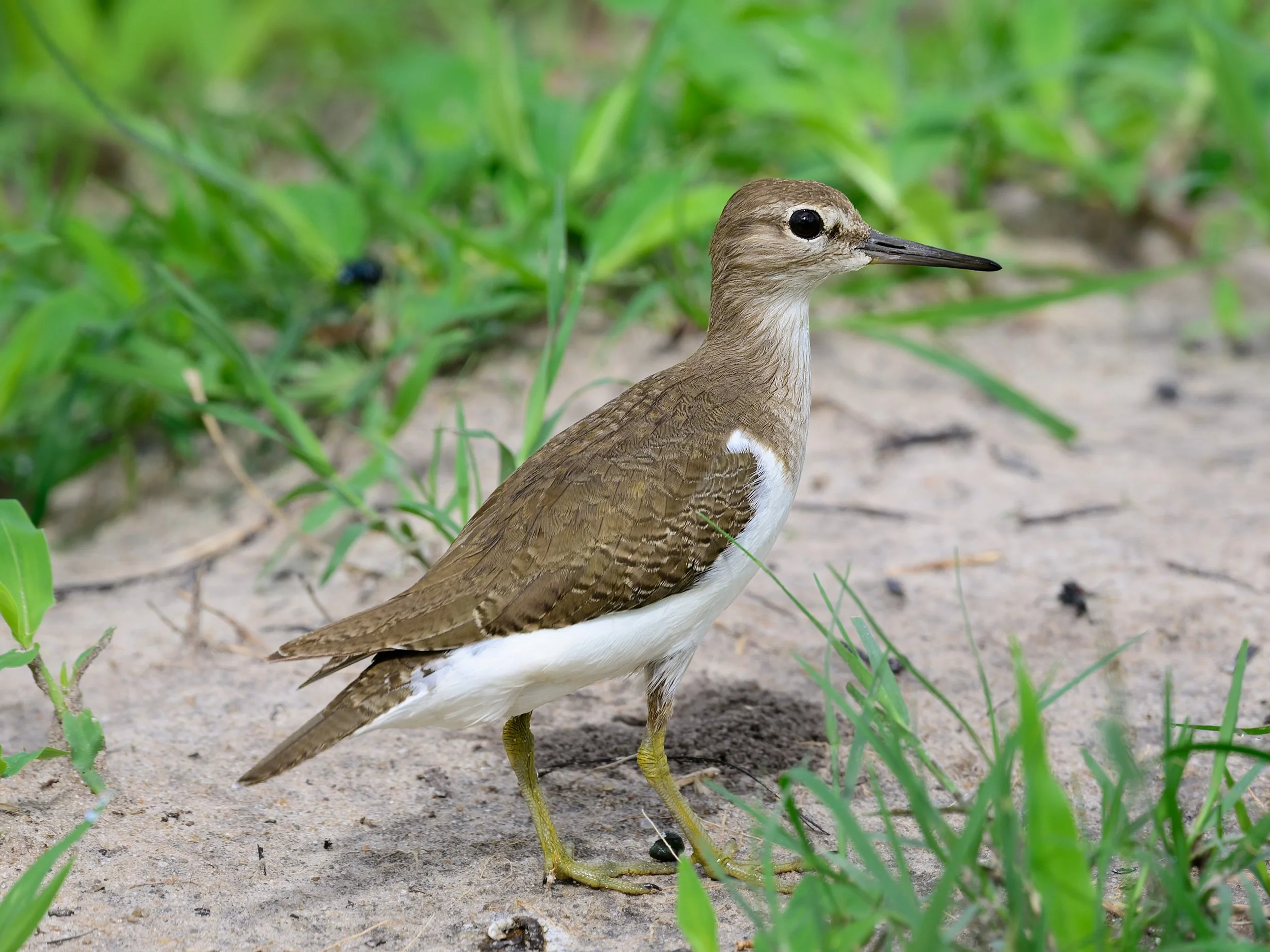 Common Sandpiper