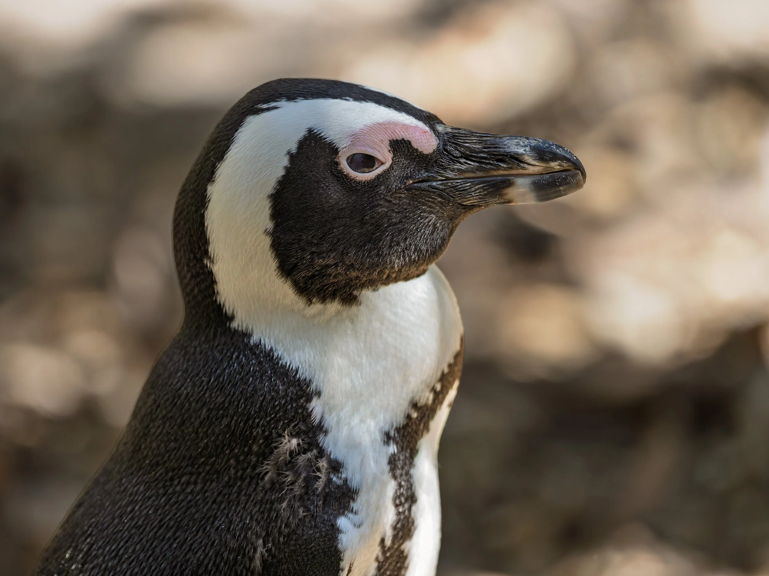 African penguin