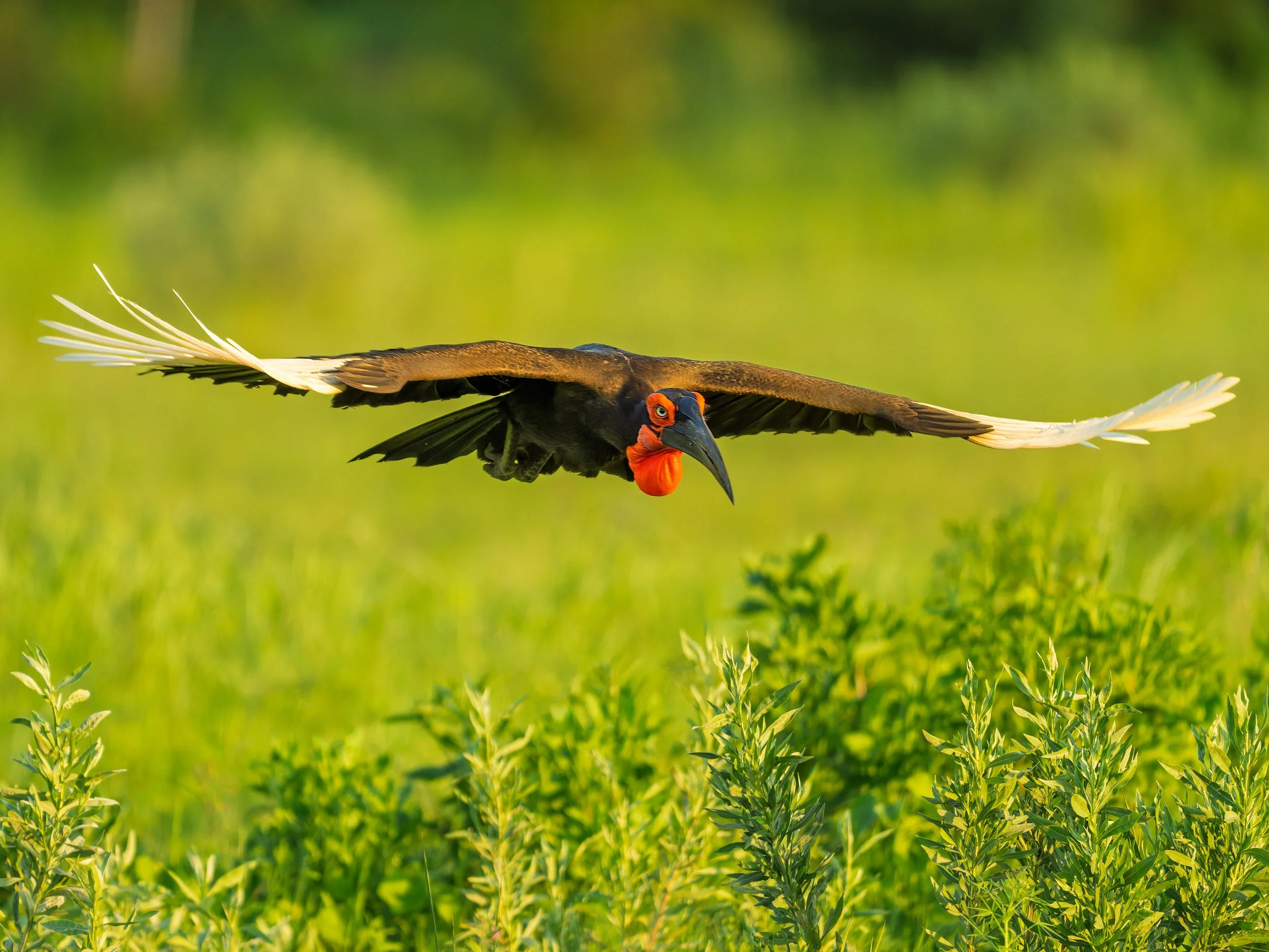 Southern Ground-Hornbill