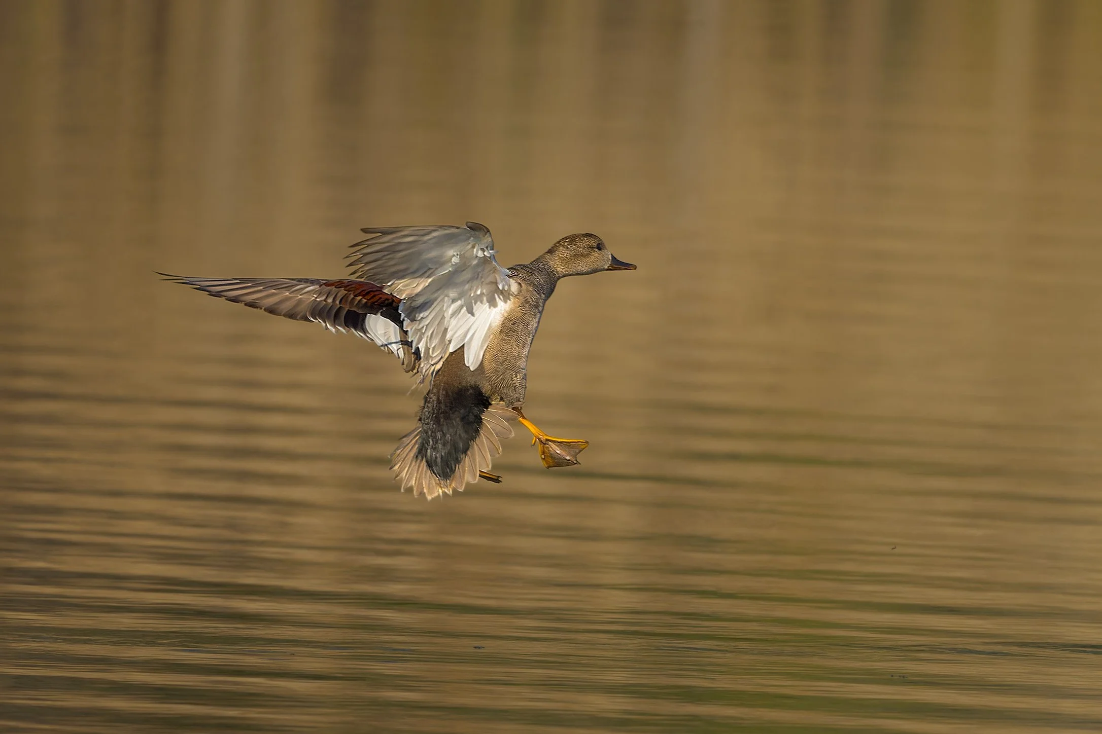 Gadwall, male, Bluff Lake Nature Center, Denver, CO