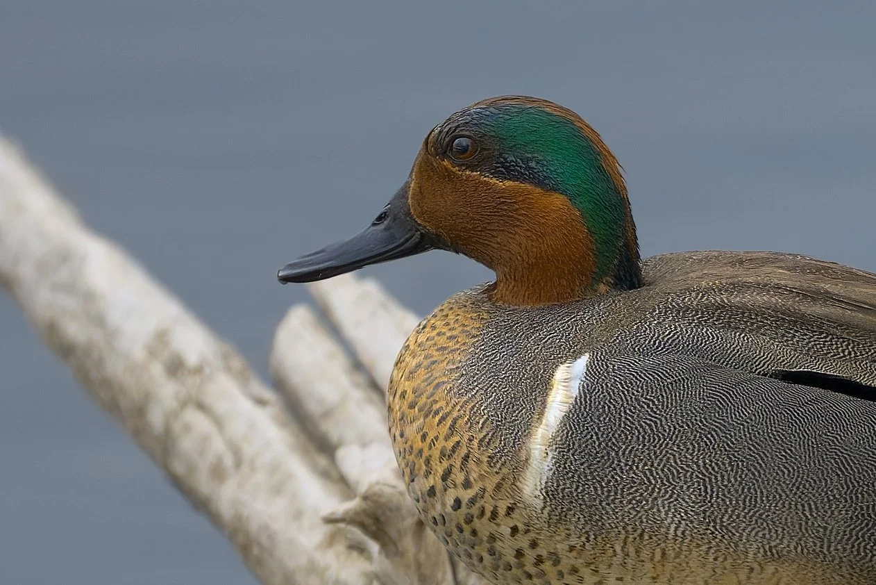 Green-winged Teal, Bluff Lake Nature Preserve, Denver, CO