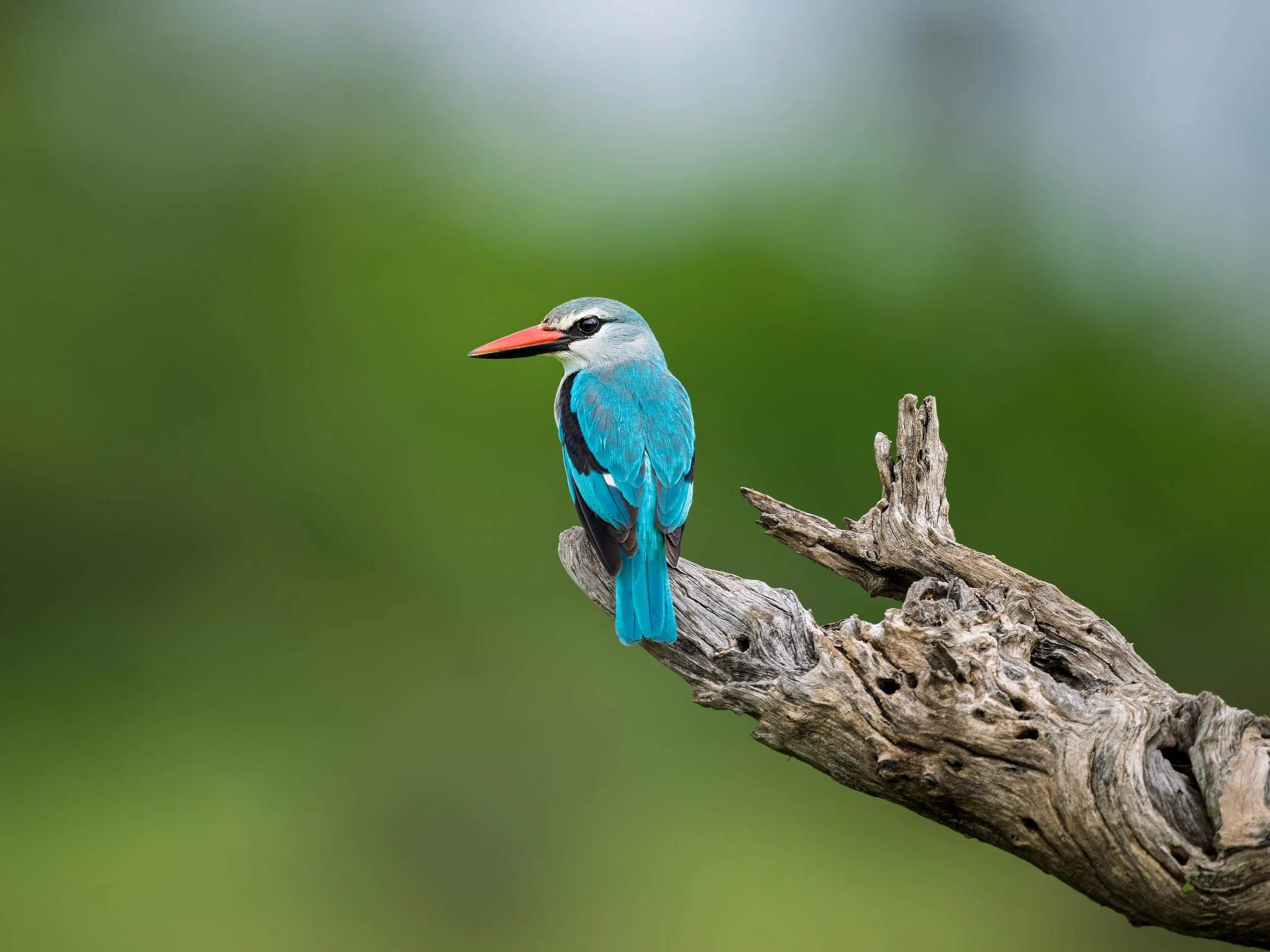 Woodland Kingfisher