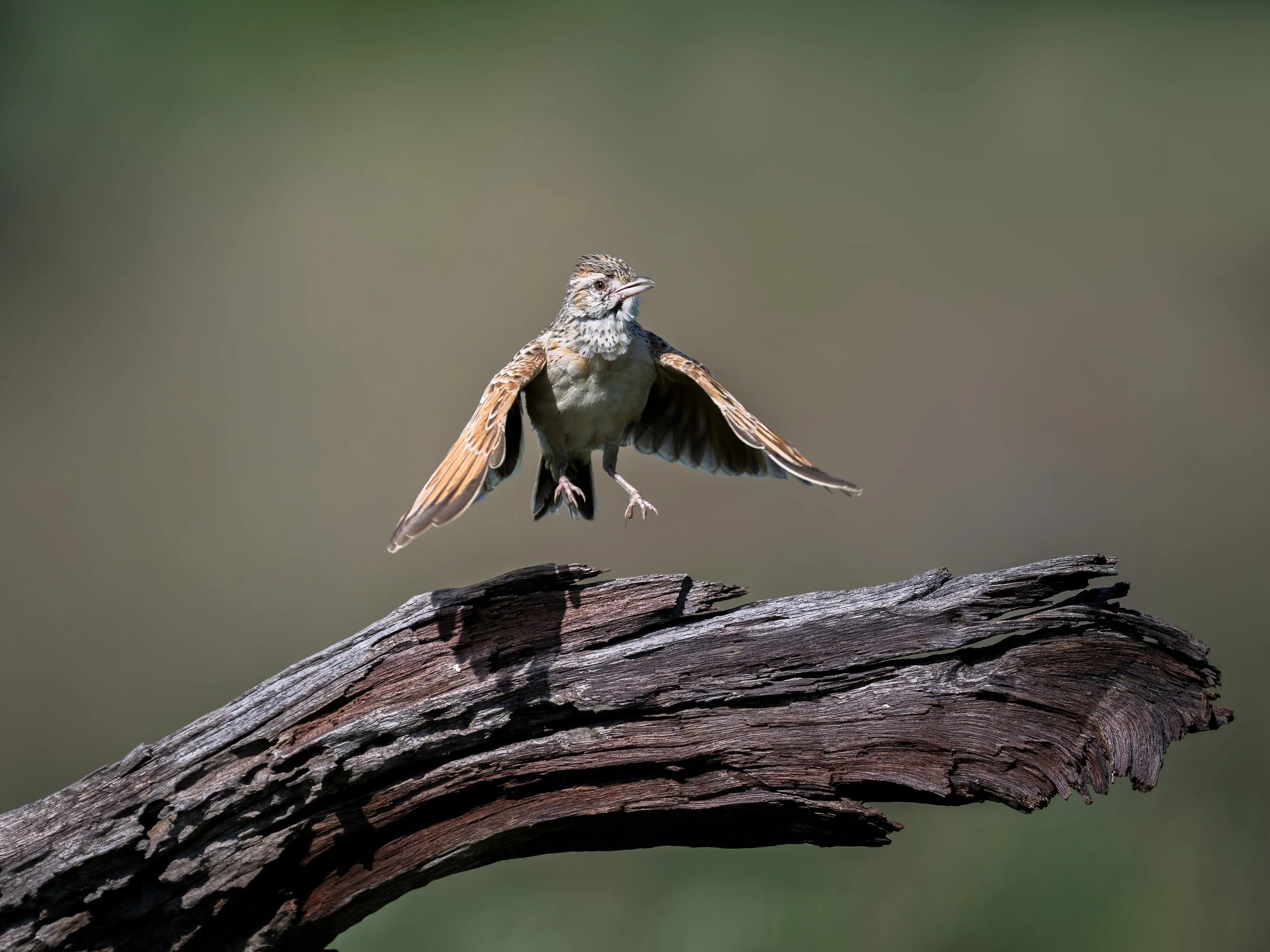 Rufous-naped Lark, display