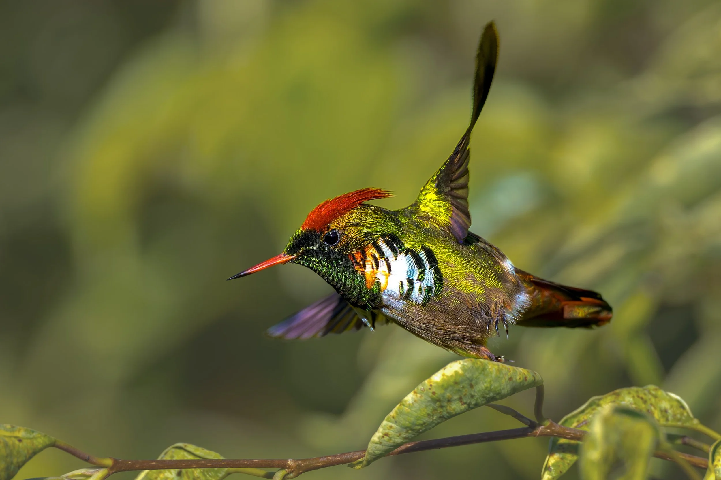 Frilled Coquette, Pousada Vita Verde, near Santa Teresa, ES, Brazil
