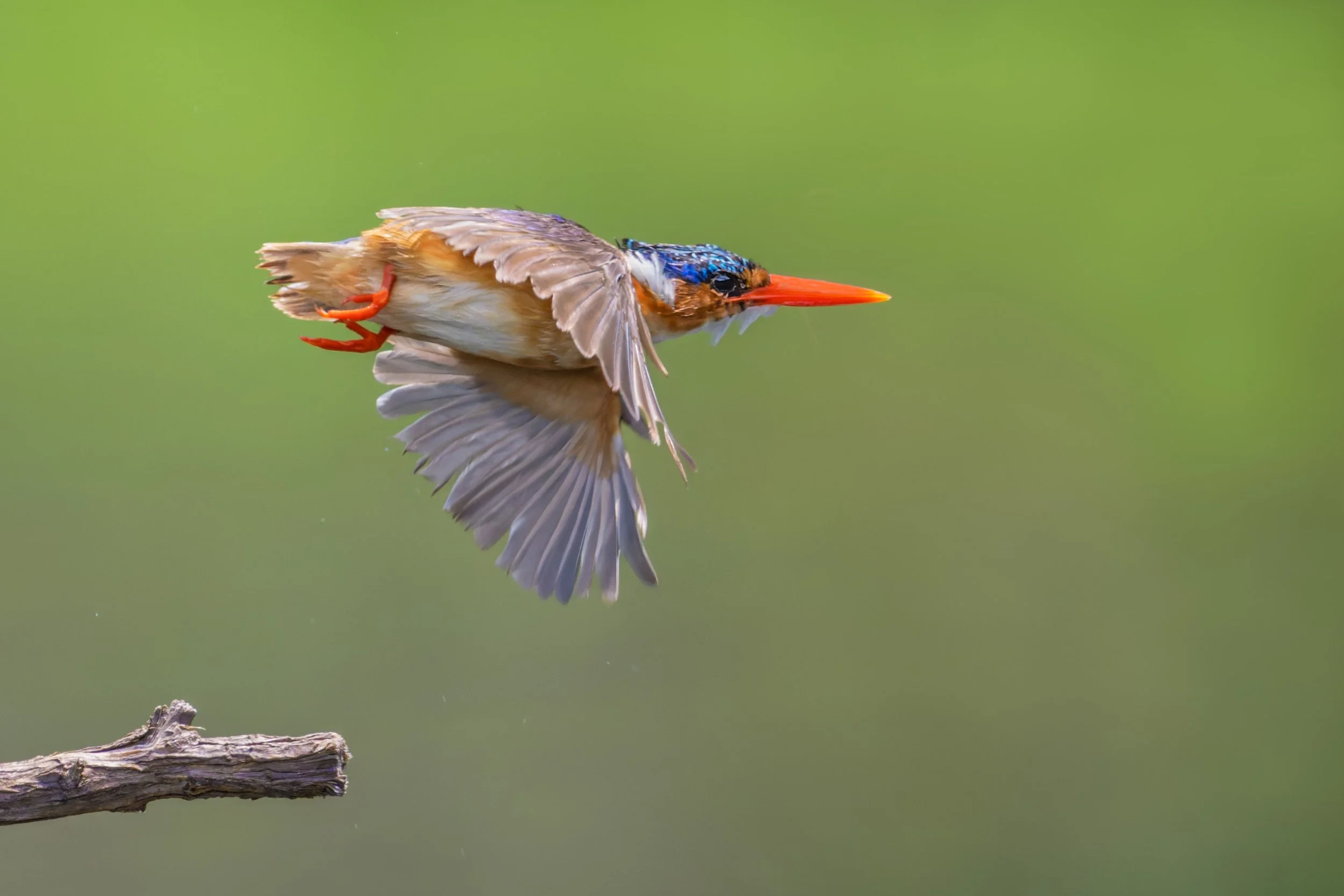 Malachite Kingfisher