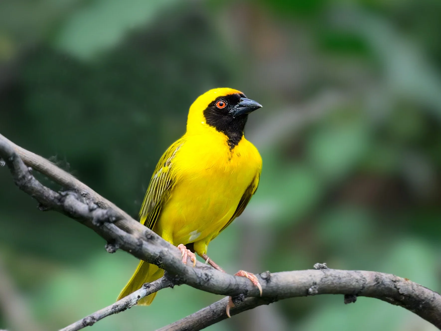 Southern Masked-Weaver