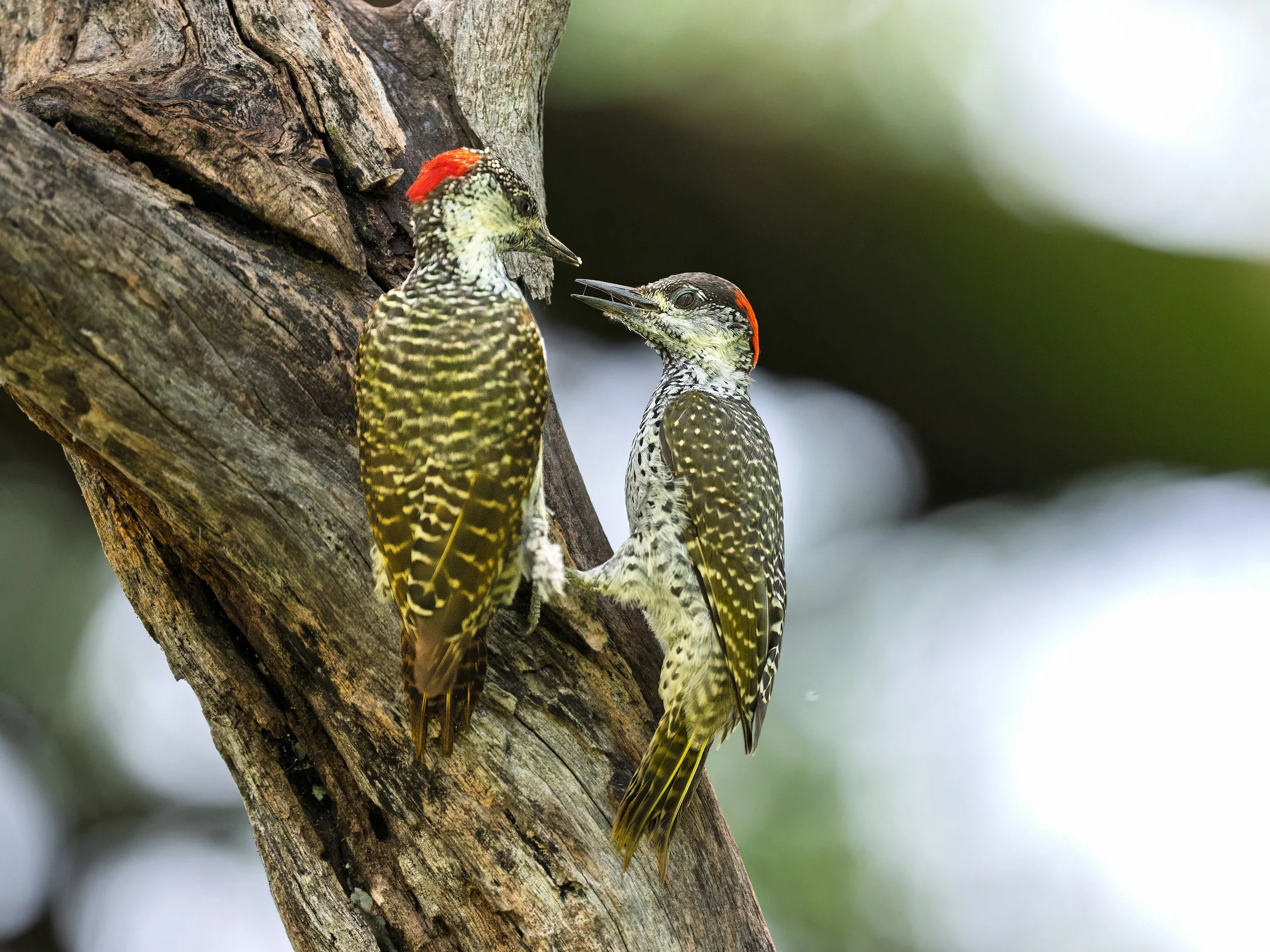 Golden-tailed Woodpecker