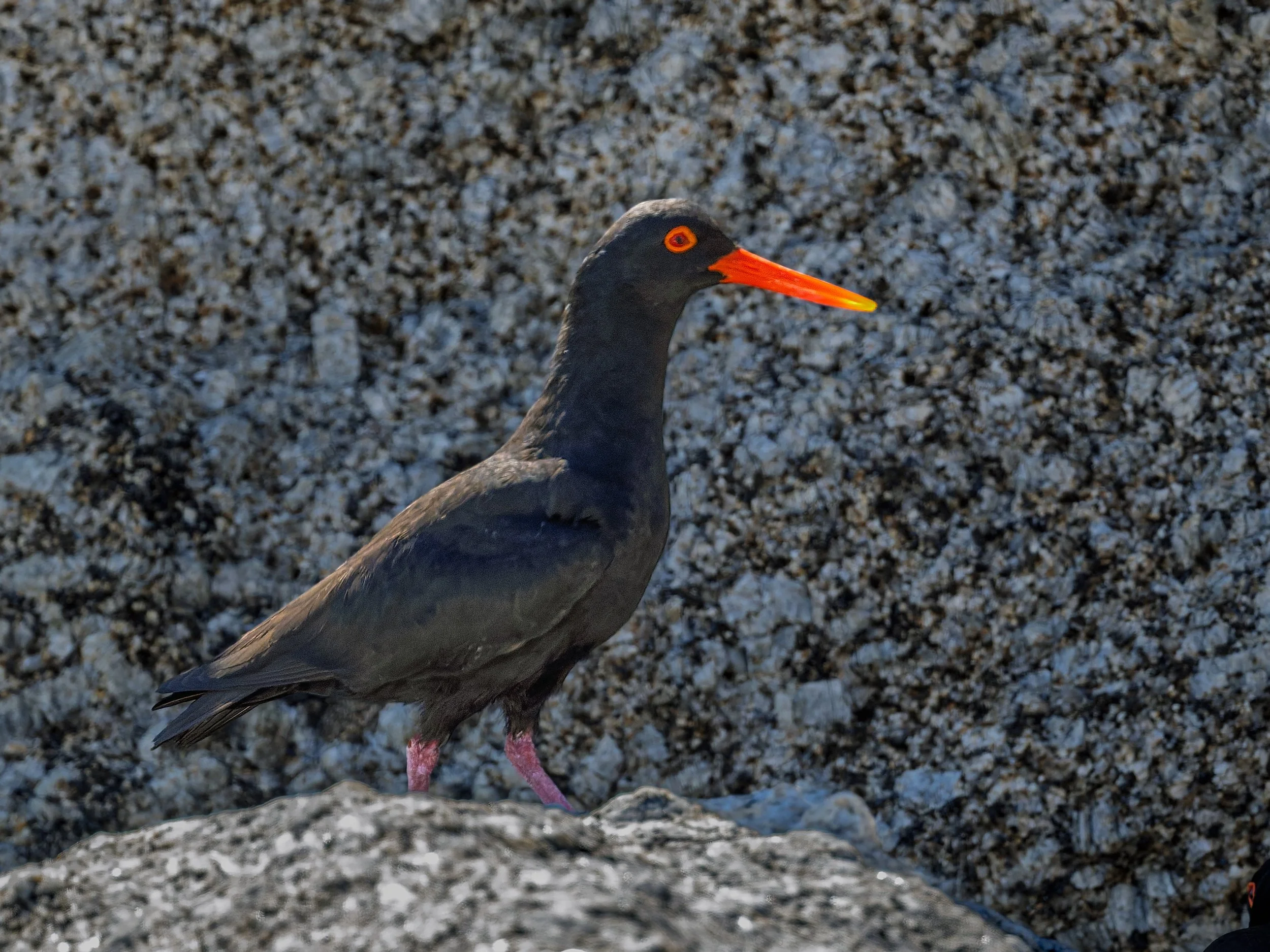 African Oystercatcher, Cape peninsula 