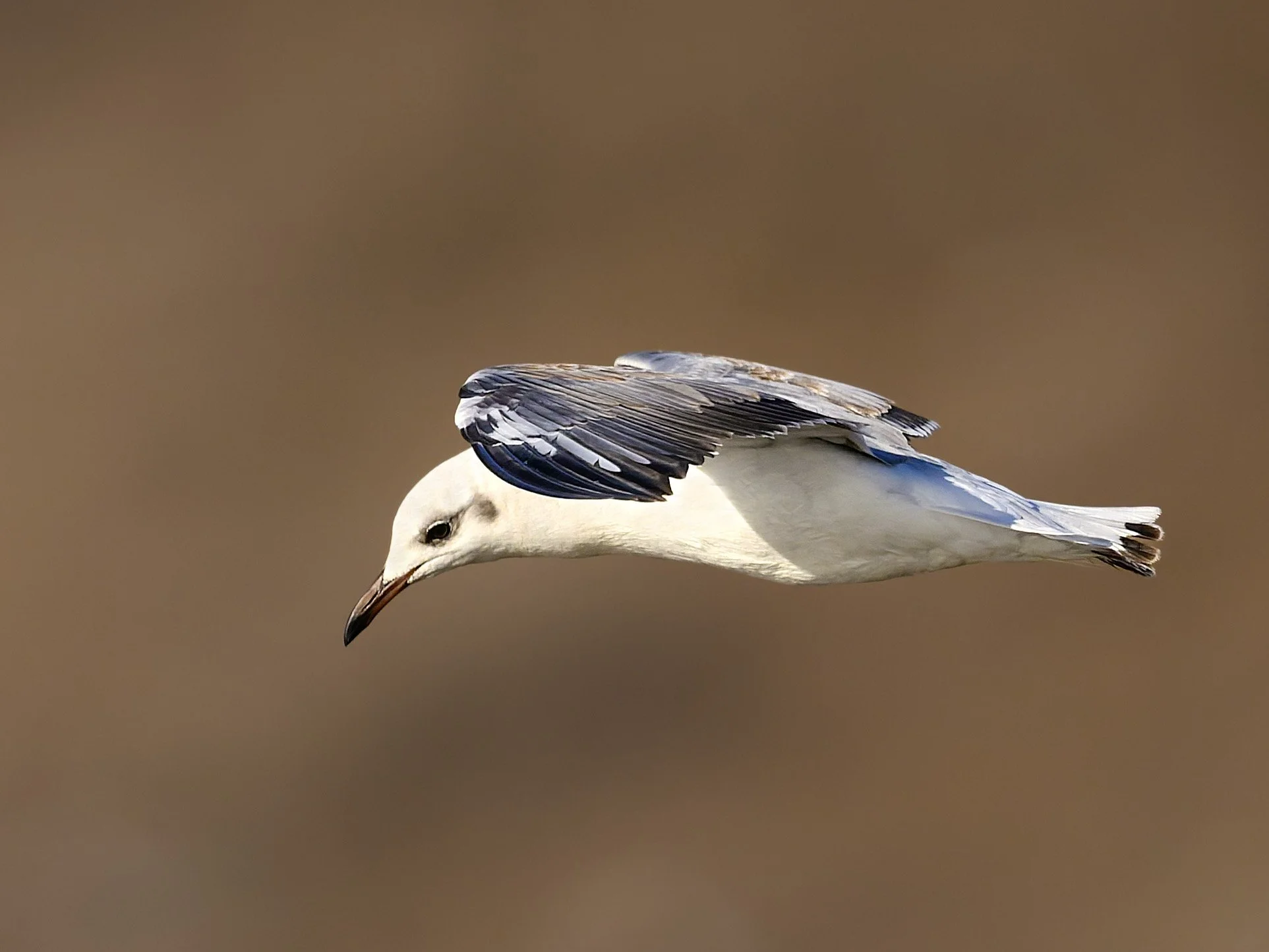 Black-headed Gull, nonbreeding