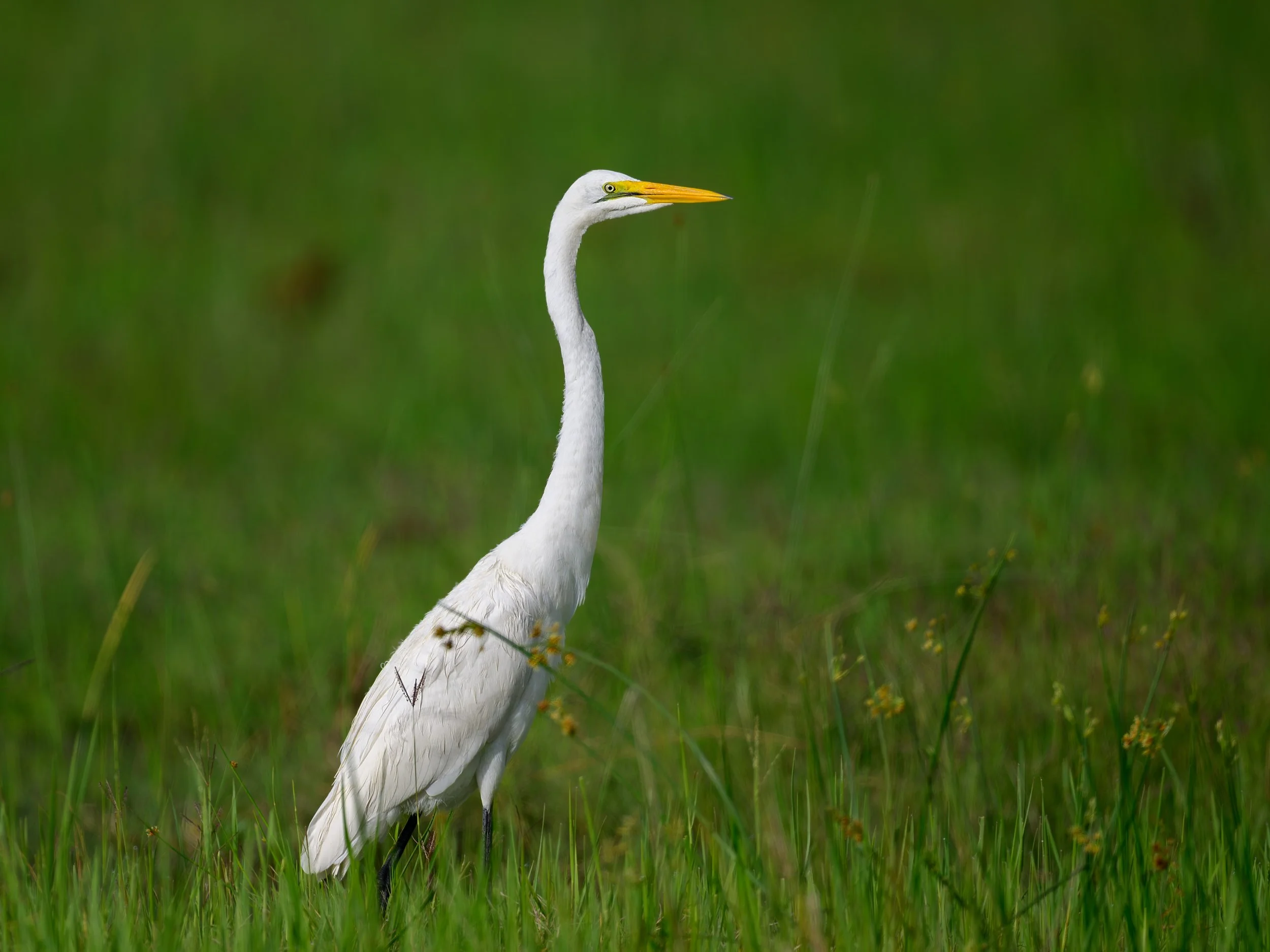 Western Great Egret