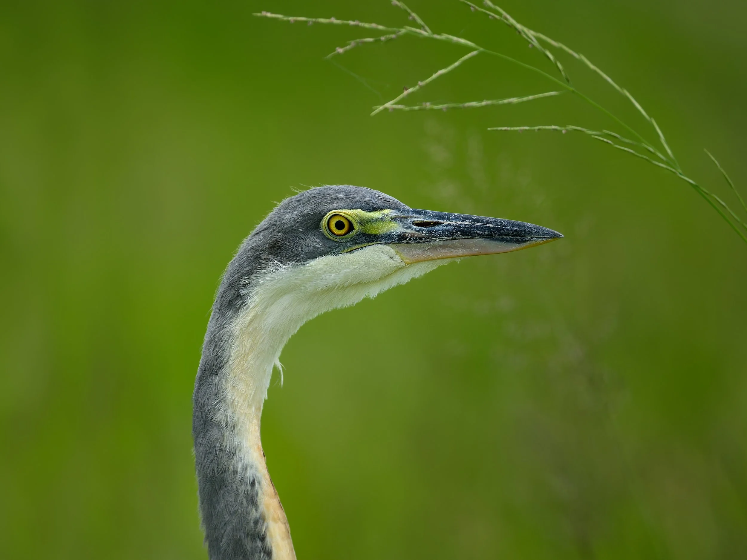 Gray Heron