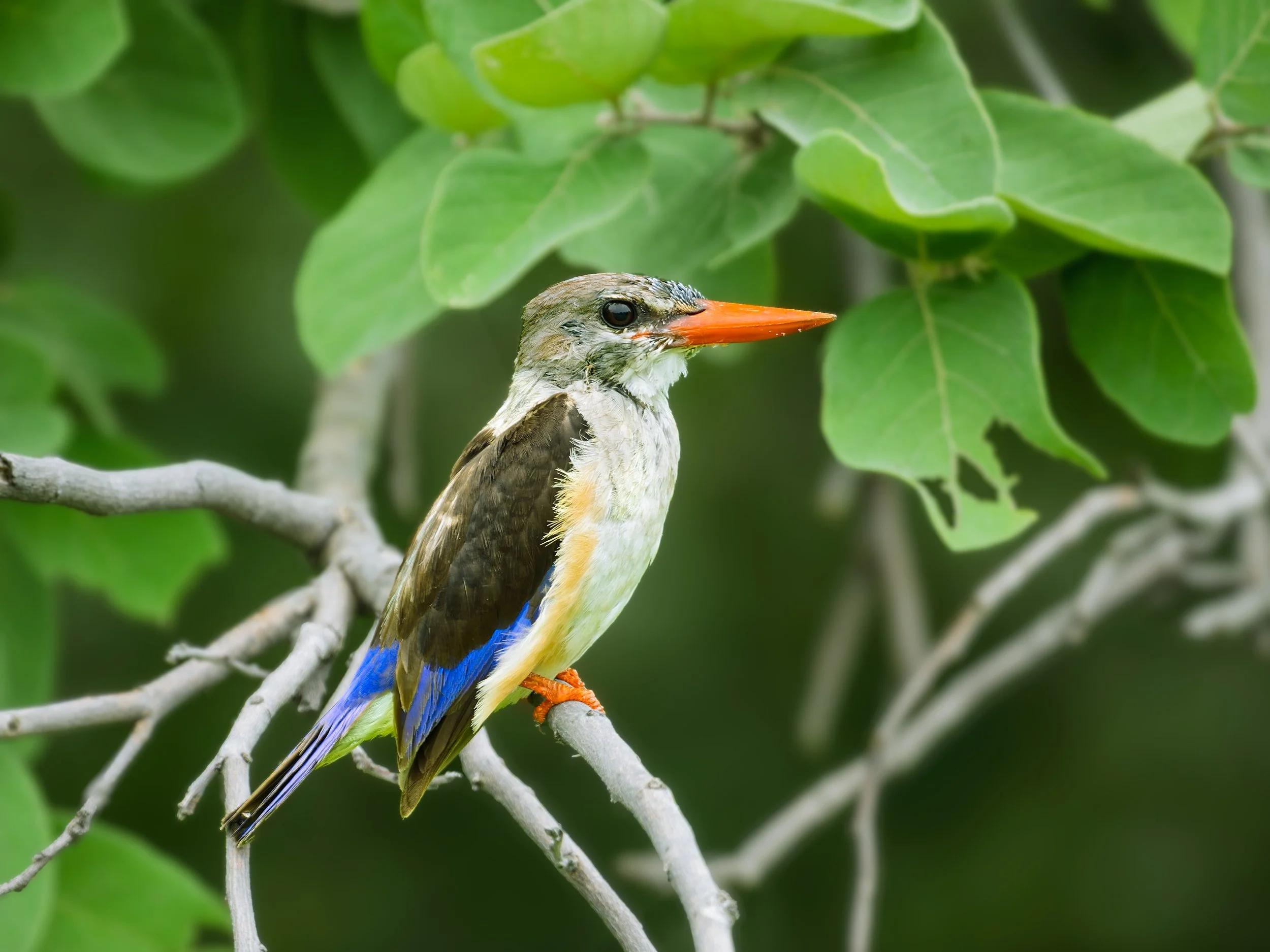 Gray-headed Kingfisher