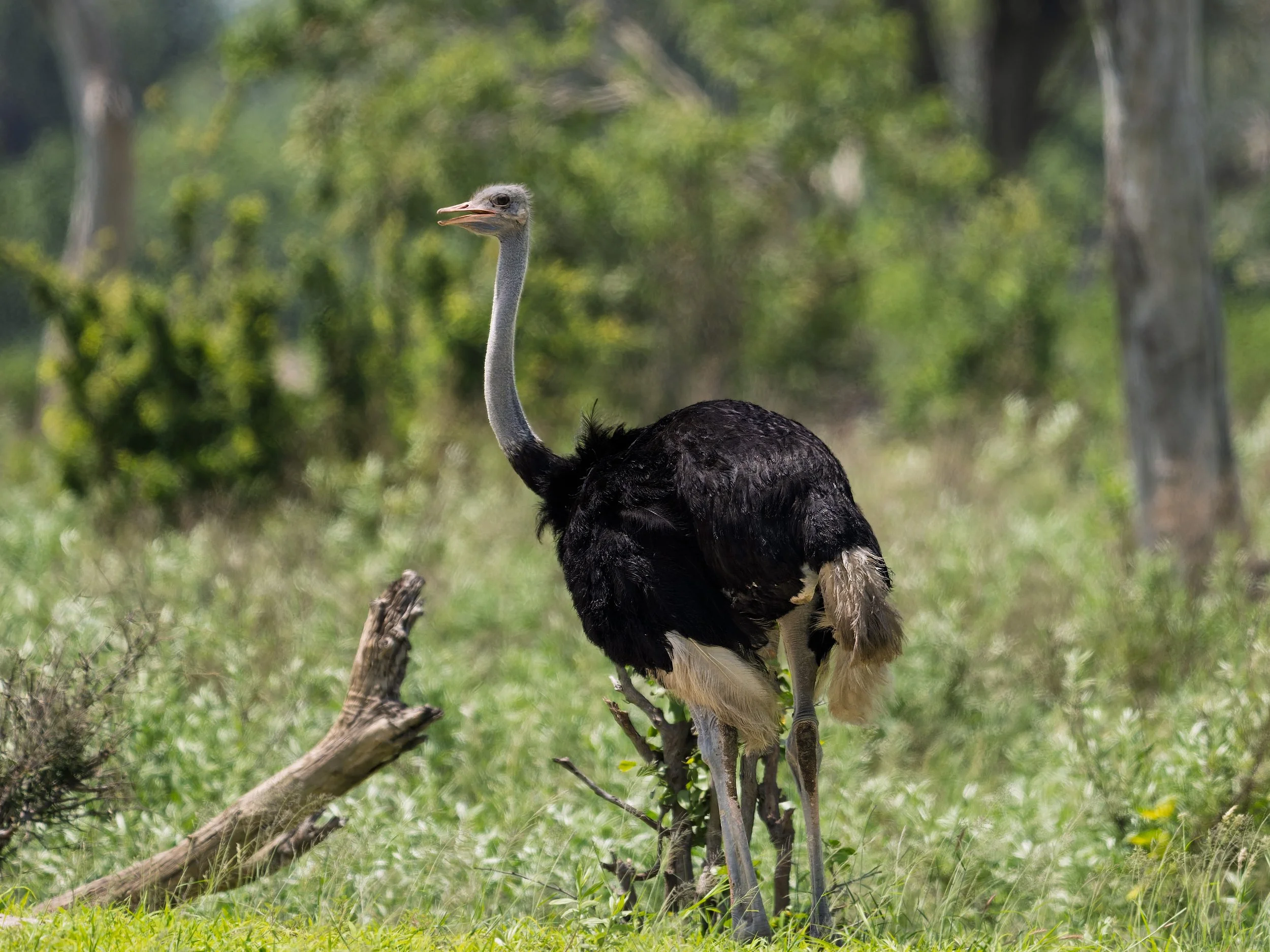 Ostrich