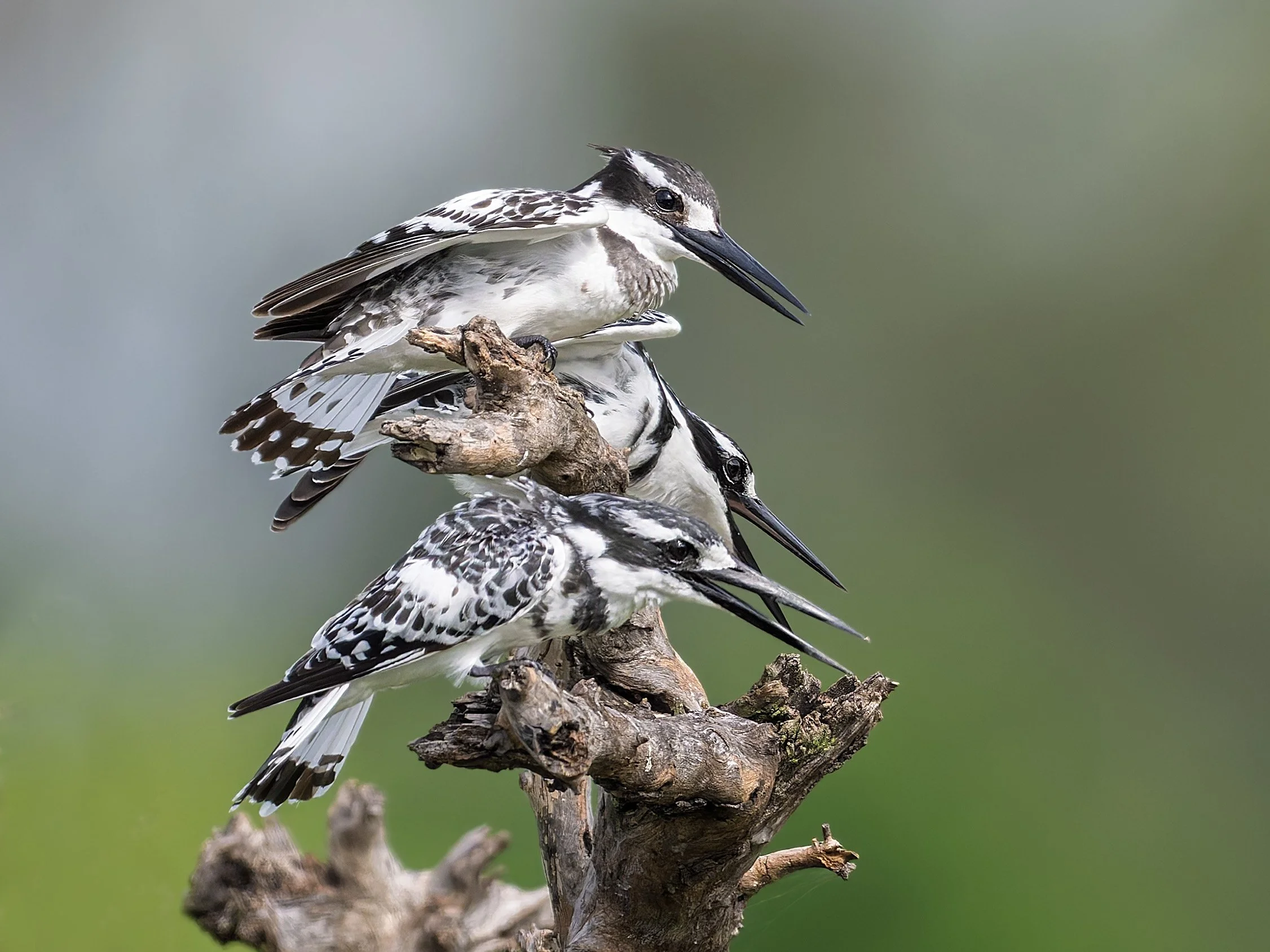 Pied Kingfishers, three on branch