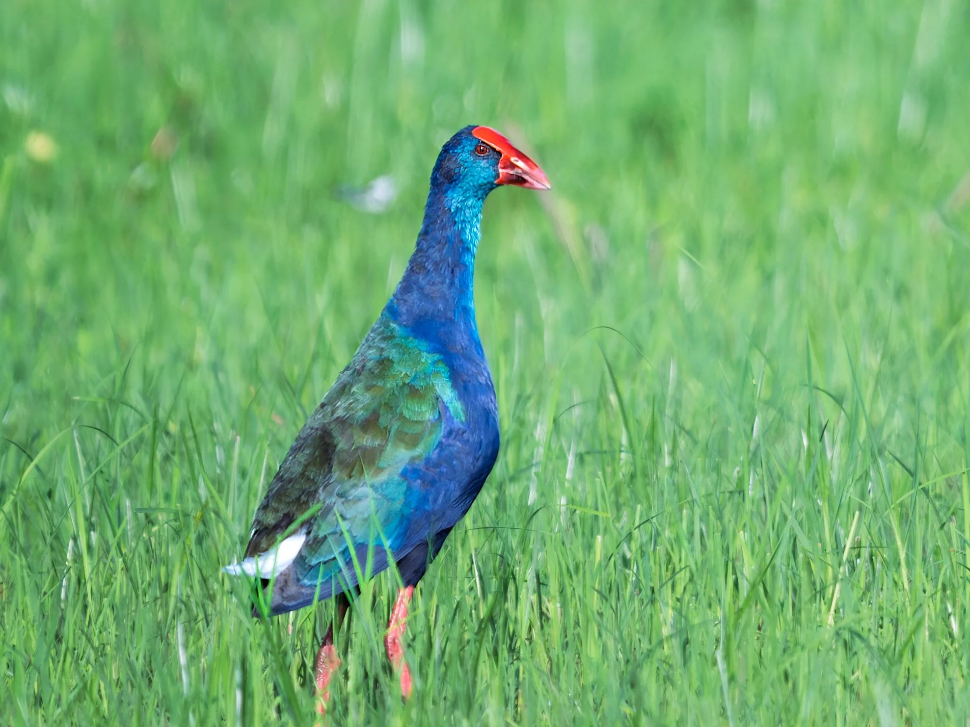 African Swamphen