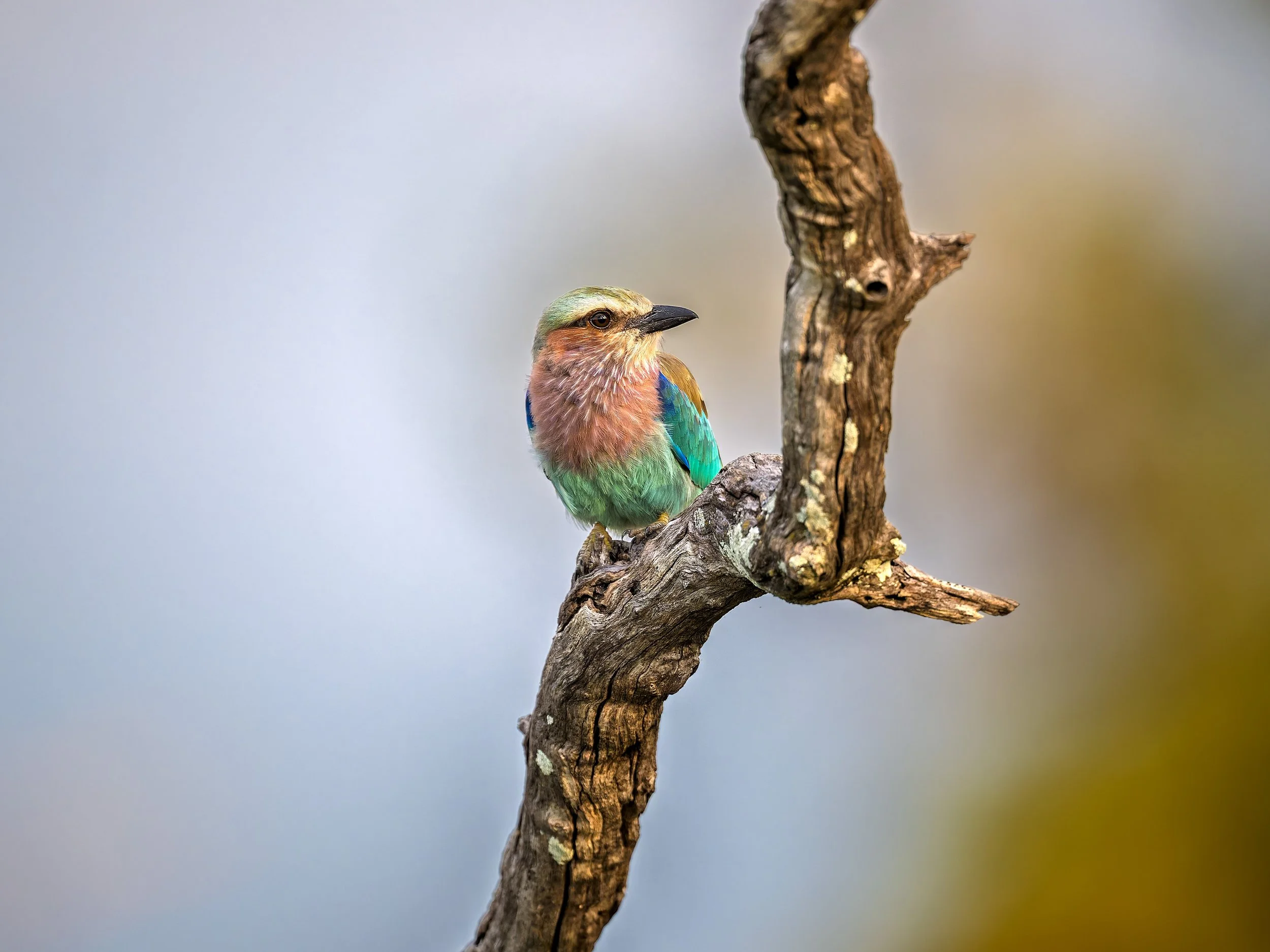 Lilac-breased Roller