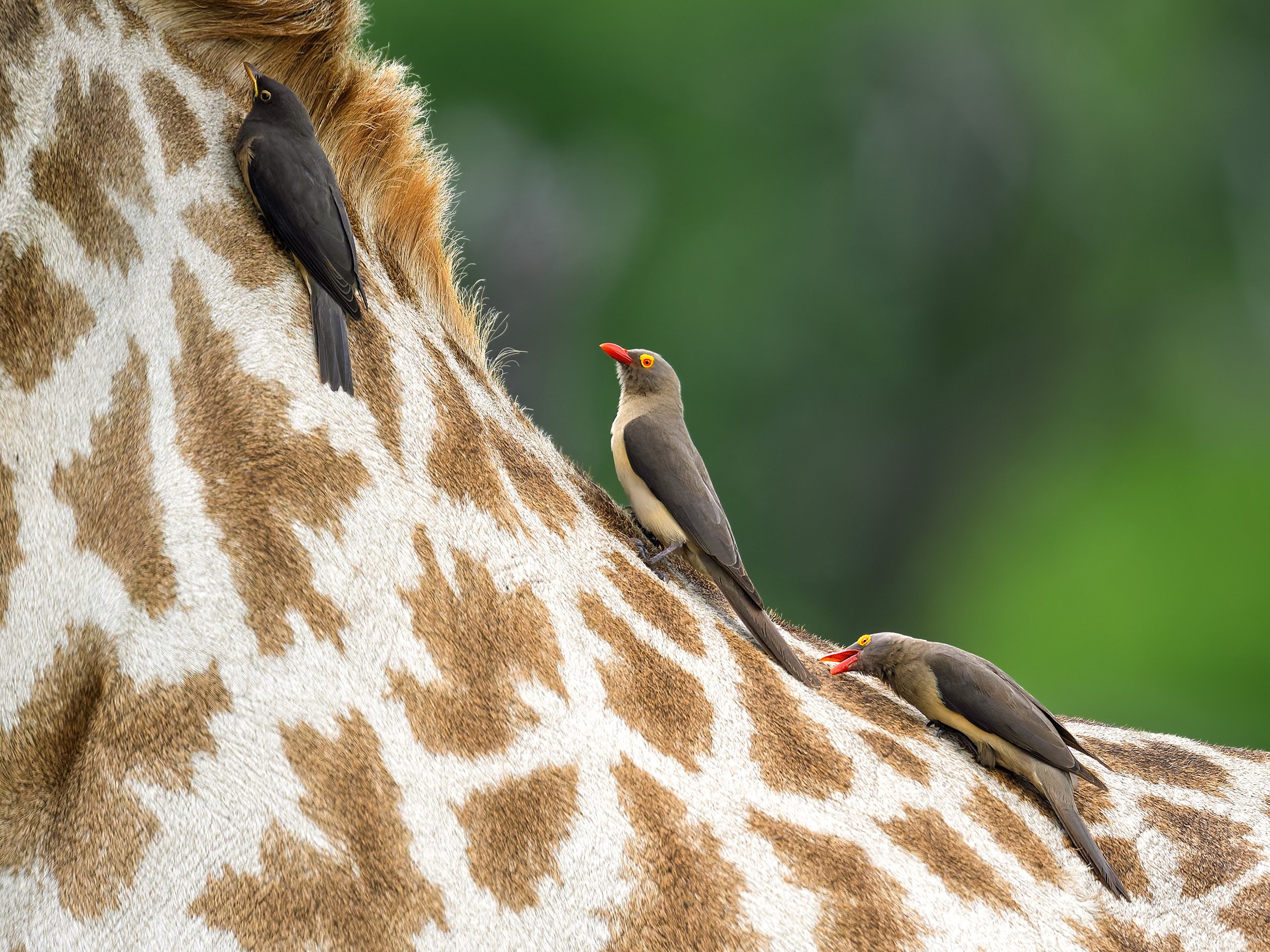 Red-billed Oxpecker, on giraffe's neck