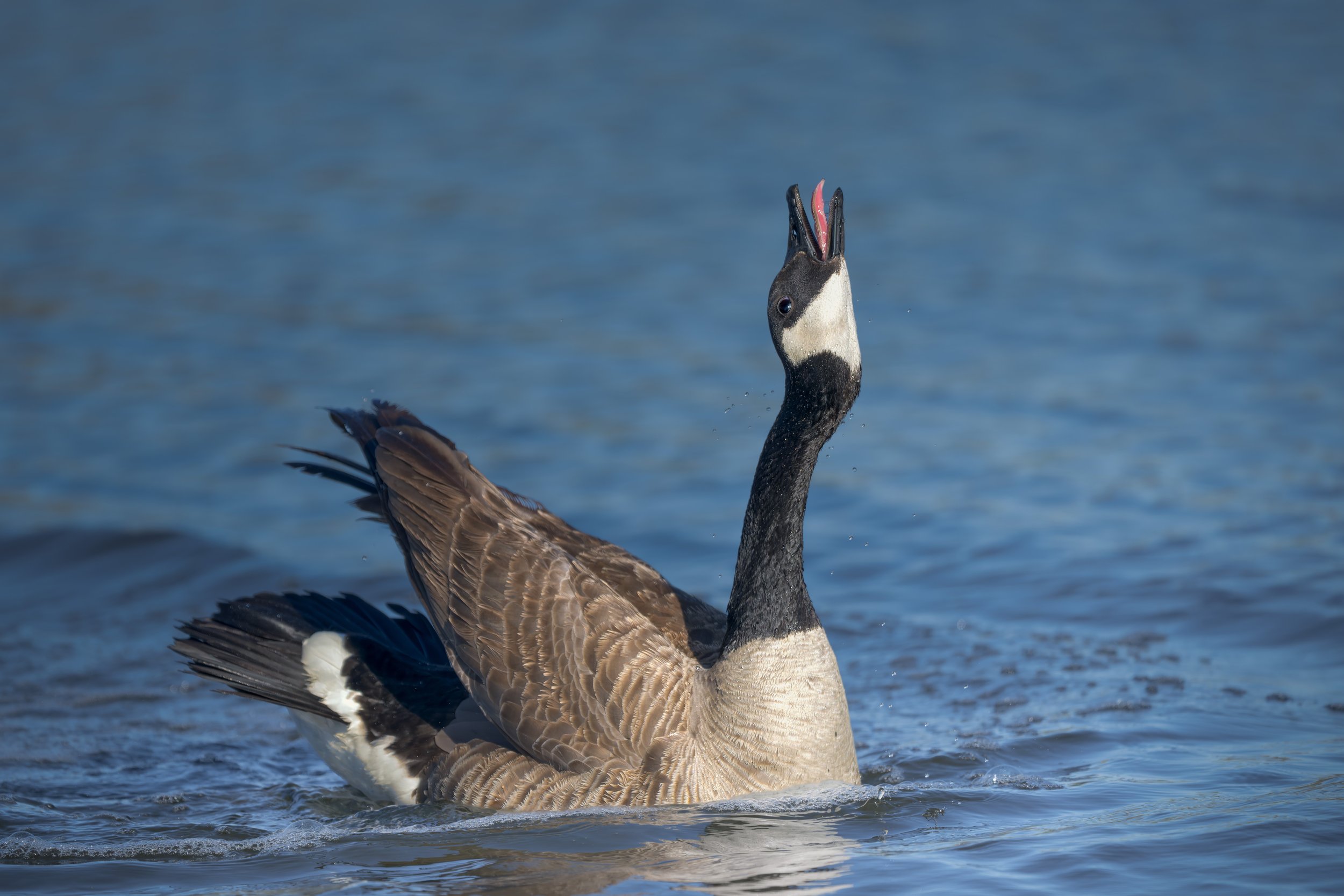 Canada Goose, Bluff Lake Nature Center, Denver, CO