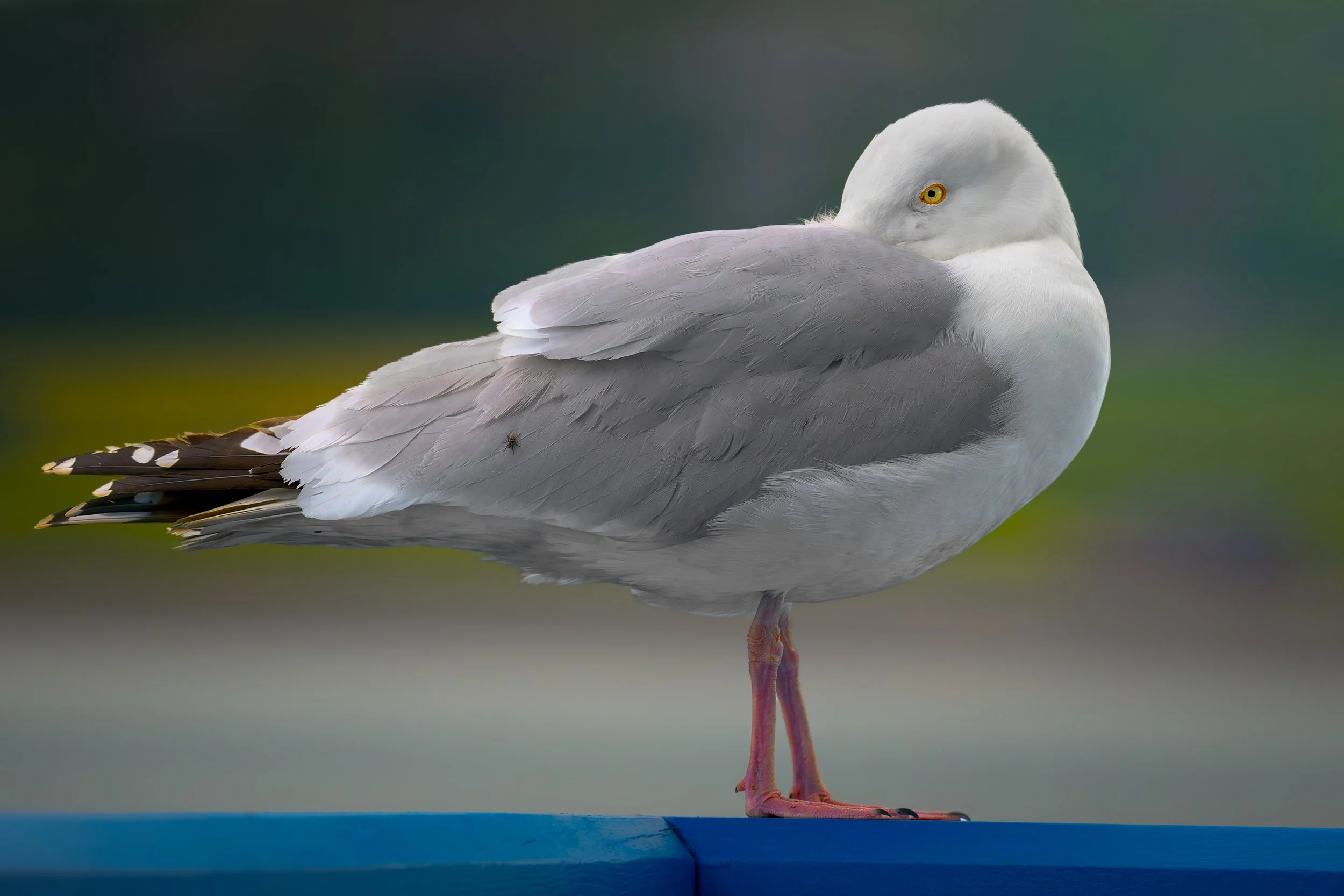 European Herring Gull, tucked away with fly on wing, Llandudno Pier