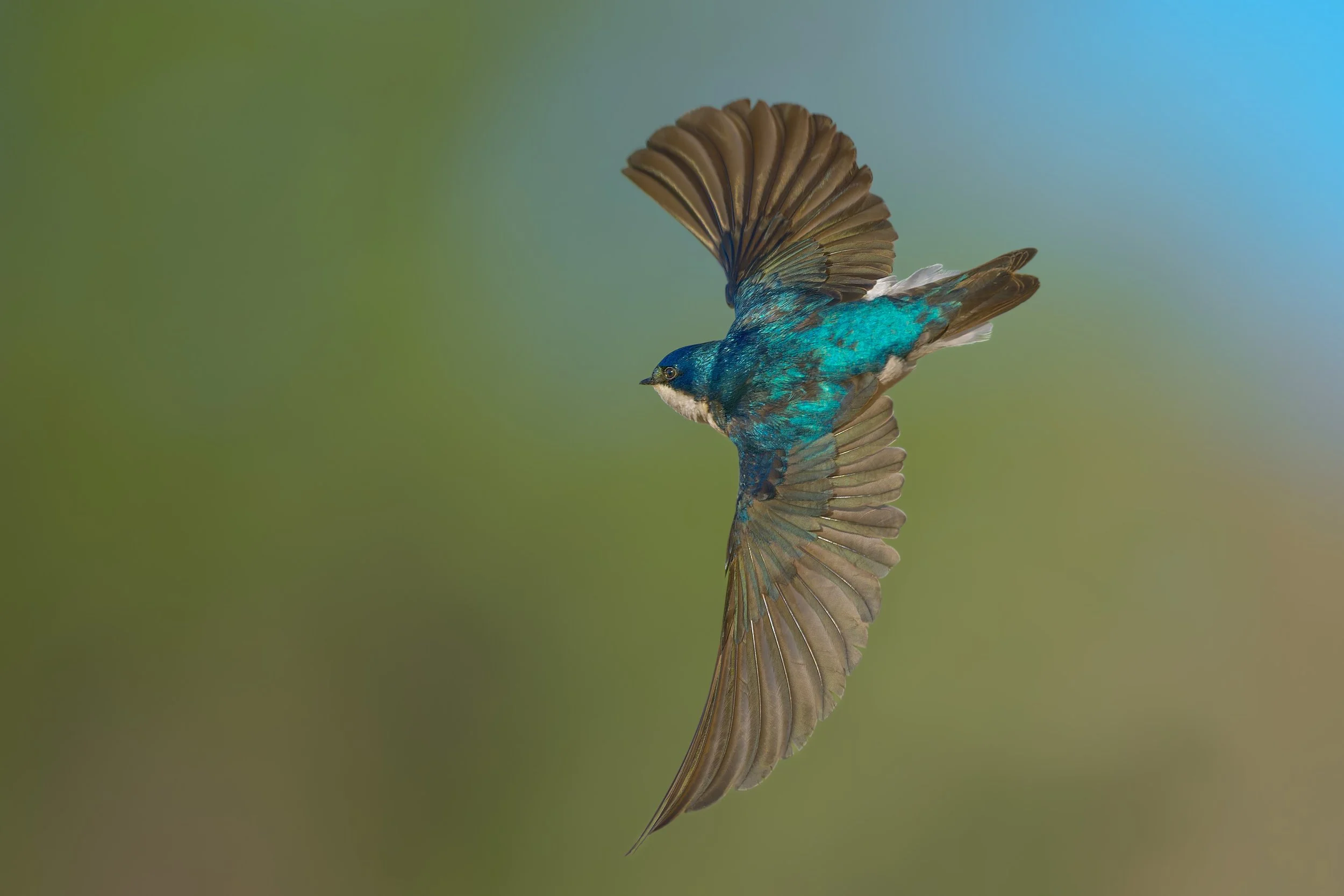 Tree Swallow, Bluff Lake Nature Center, Denver, CO