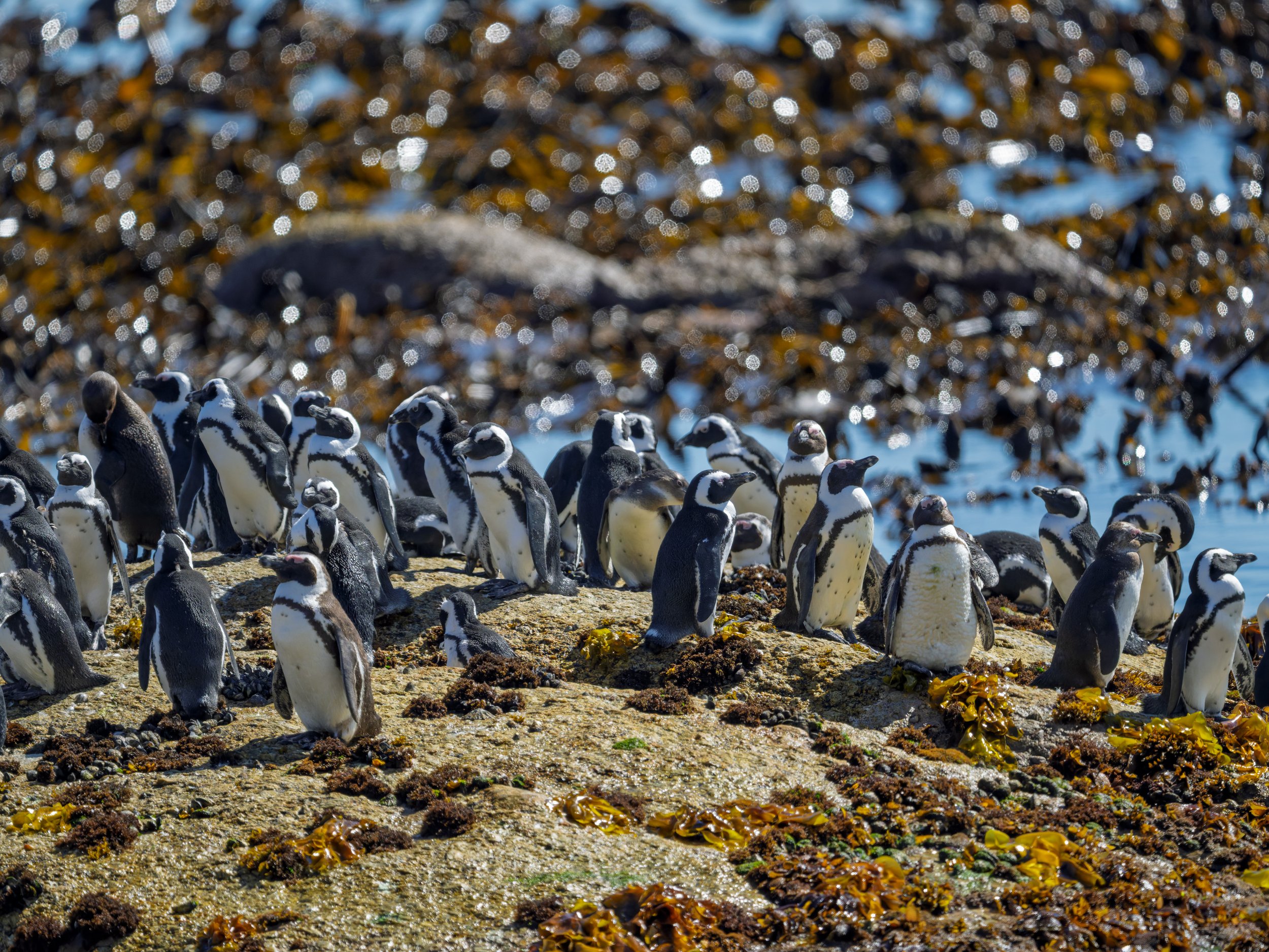 African penguin colony, Cape peninsula 