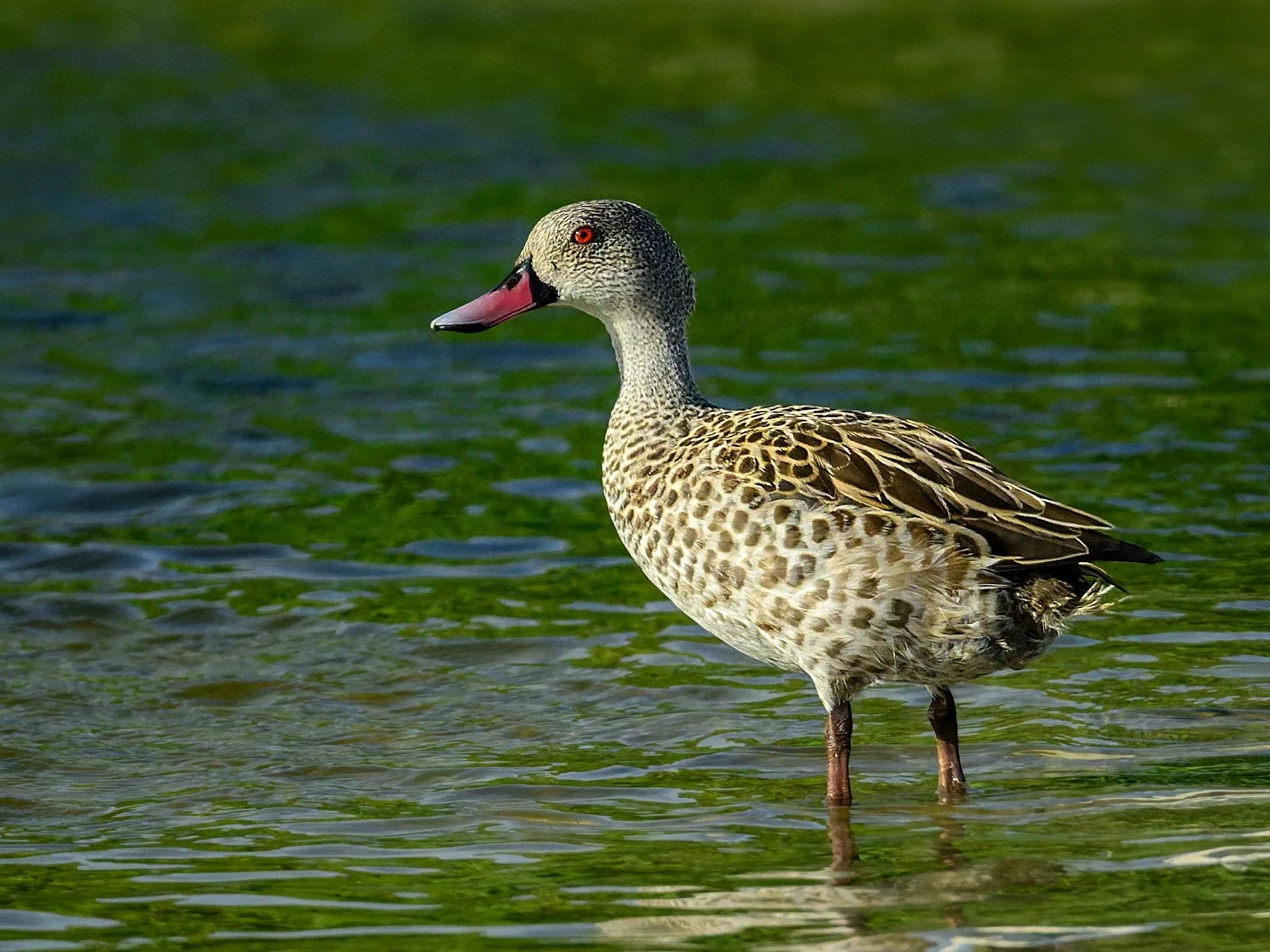 Cape Teal